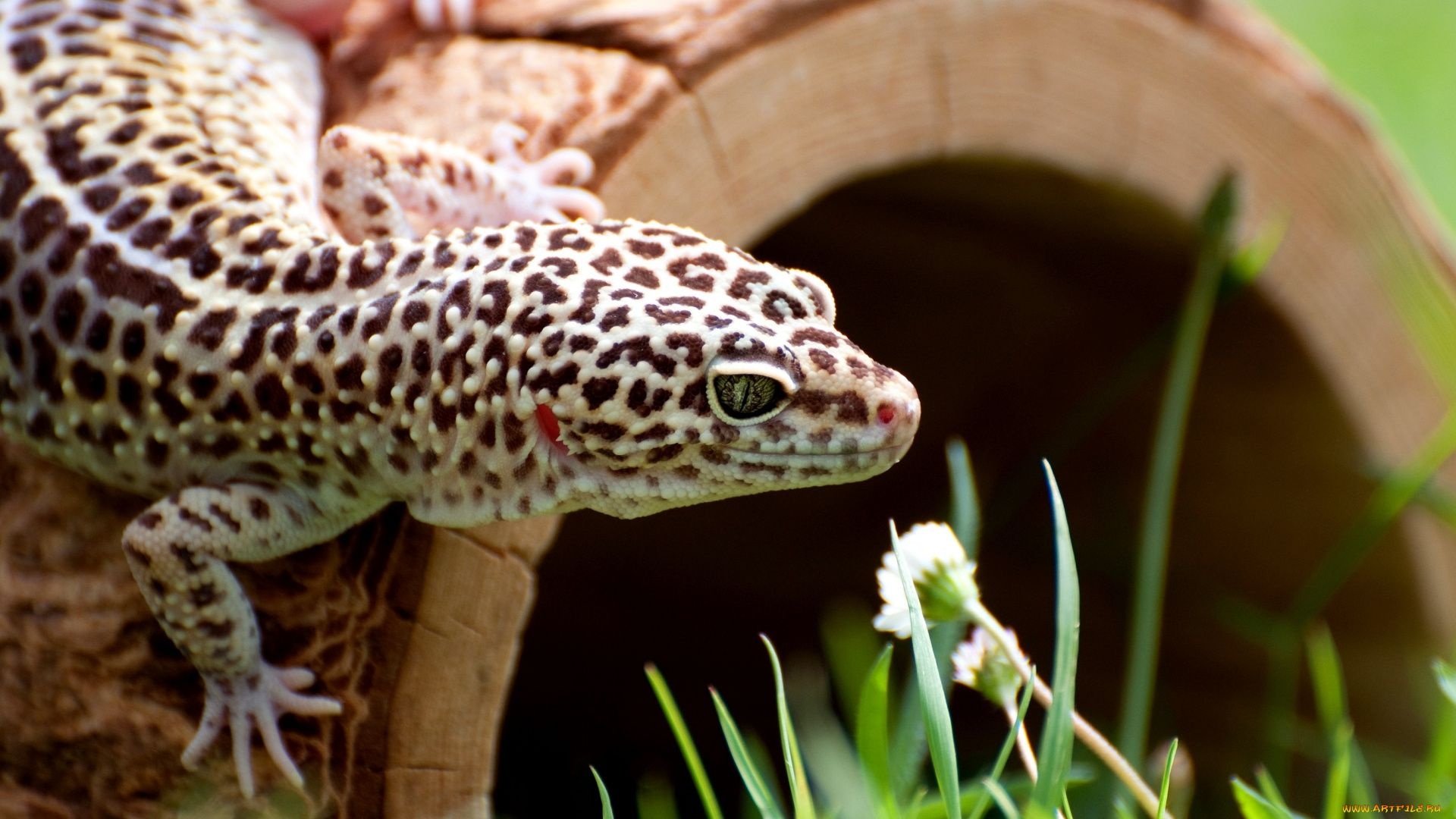 Gecko: Members of the reptile family, Animals. 1920x1080 Full HD Wallpaper.