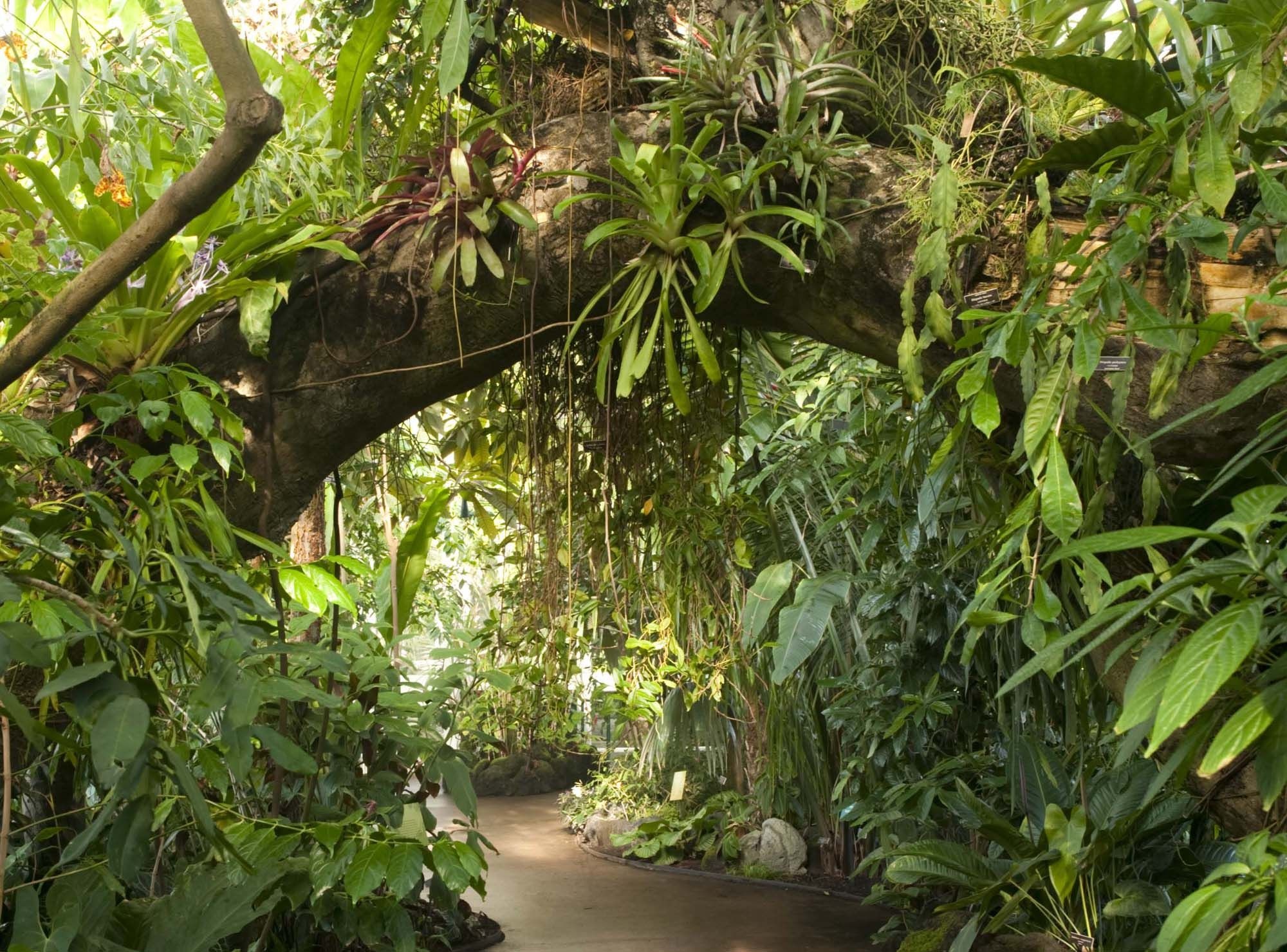 Botanische Gärten, inspiriert von Regenwäldern, 2000x1480 HD Desktop