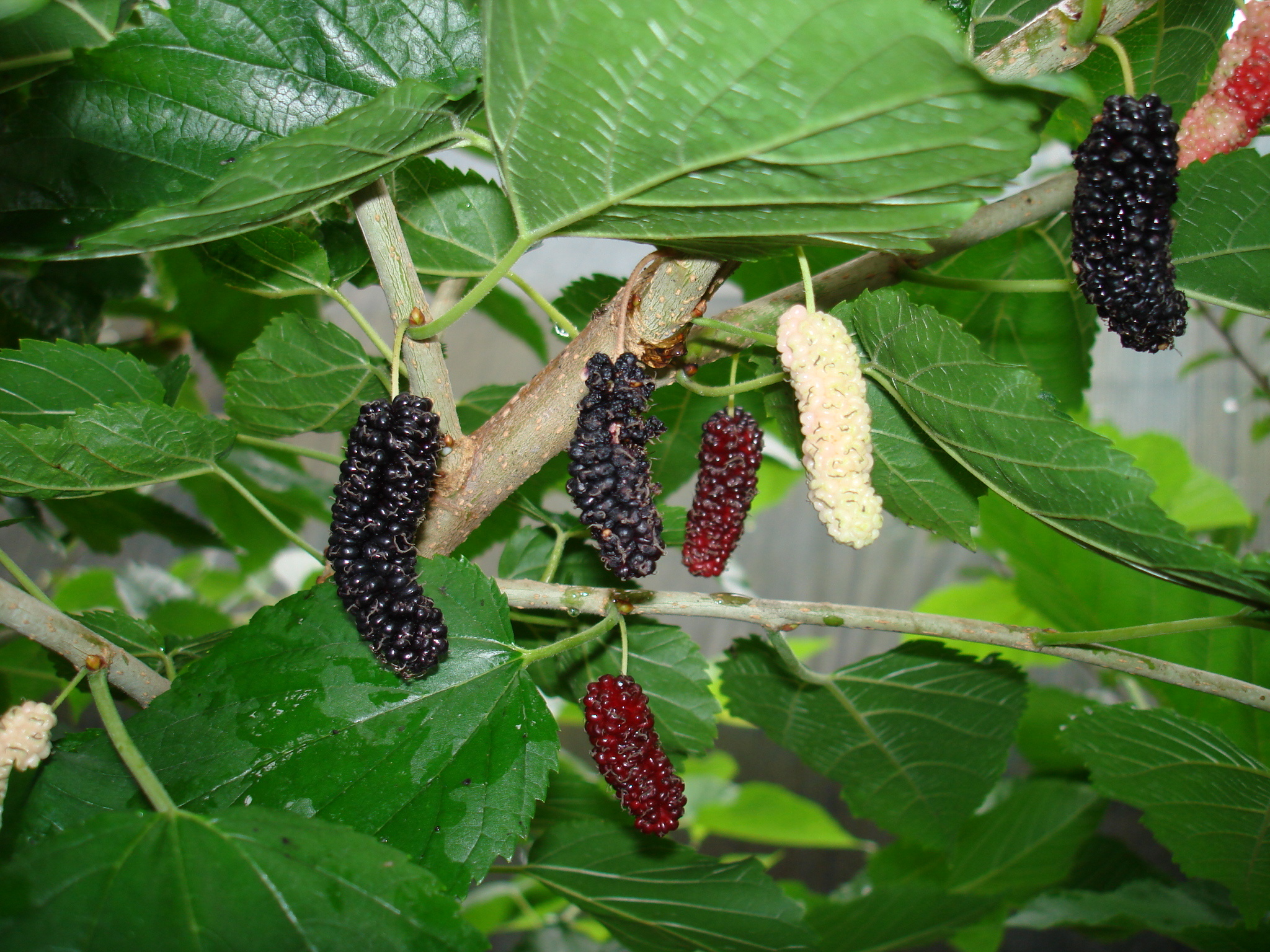 Mulberry tree varieties, Fruit orchards, Hardy cultivars, Reliable yield, 2050x1540 HD Desktop
