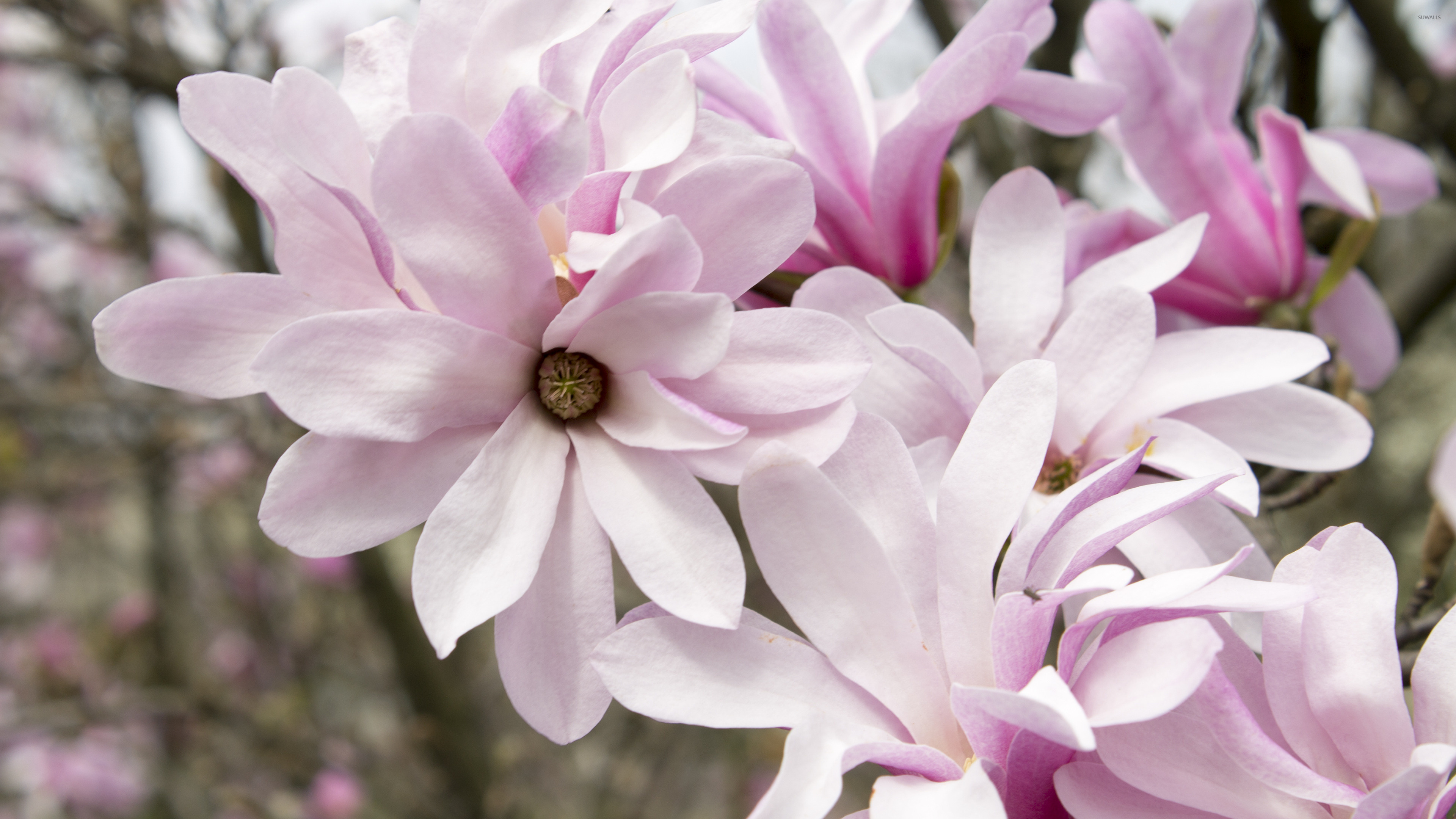 Pink magnolias, Floral wallpaper, Delicate petals, Nature's charm, 3840x2160 4K Desktop