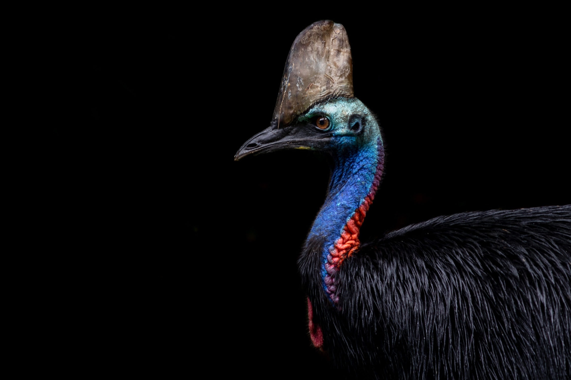 Spiritual symbolism of cassowary, Totem animal significance, Bird omens and meanings, Worldly connections, 2260x1500 HD Desktop