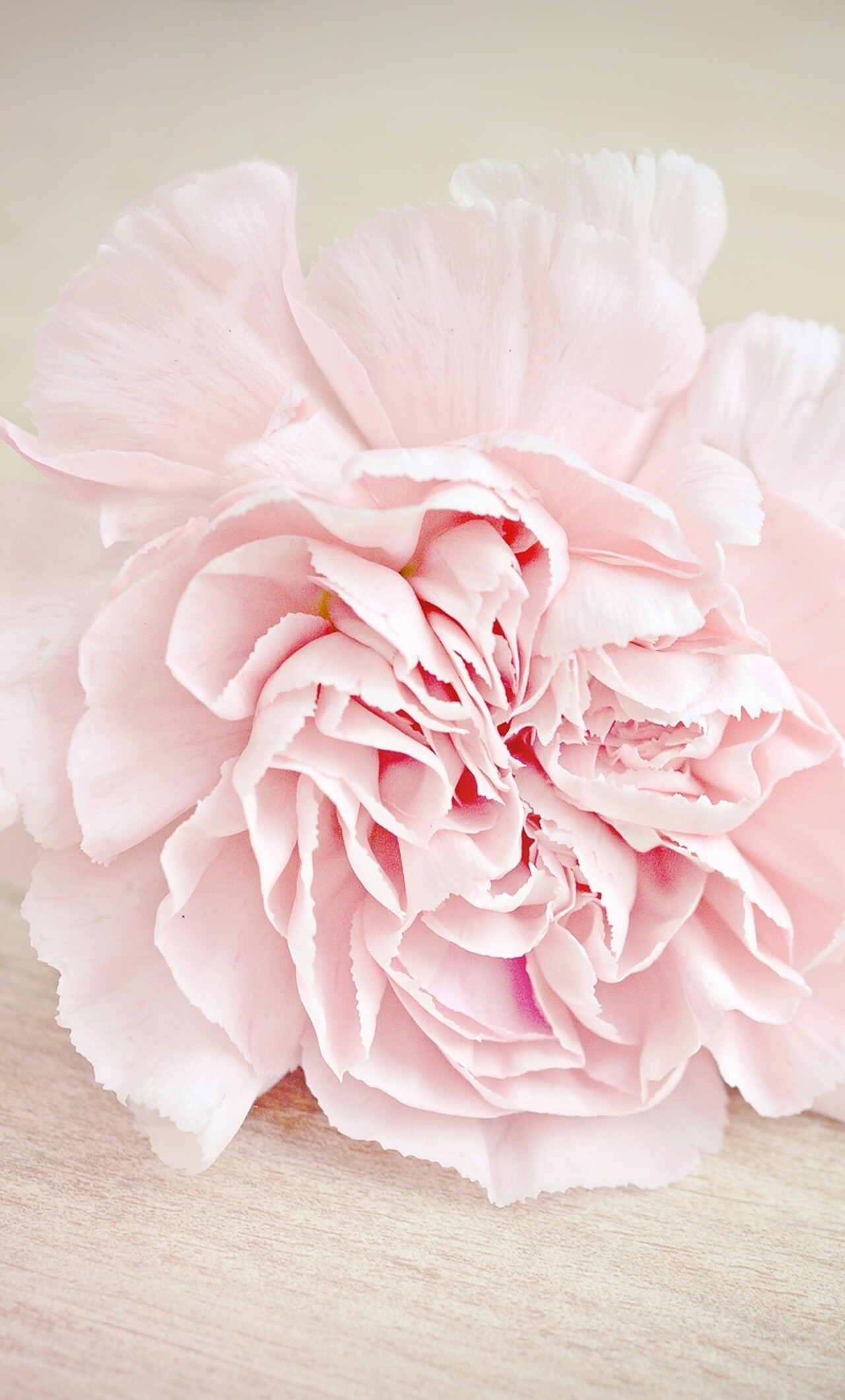 Carnation: Carnations serve as symbolic flowers around the world and are a favorite for cut arrangements. 1280x2120 HD Background.