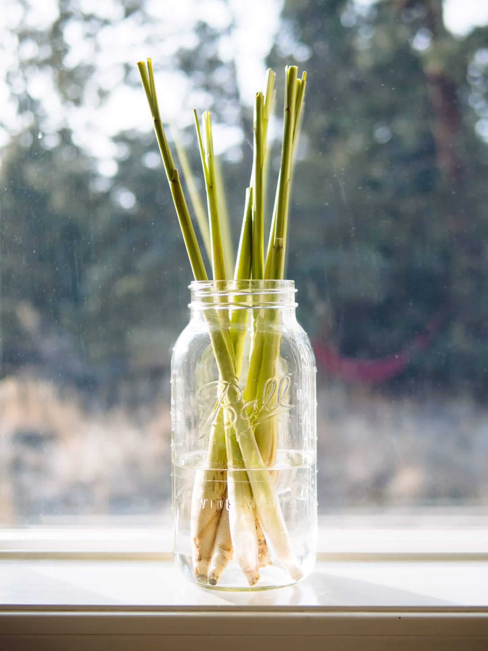 Propagation tips, Store-bought lemongrass, Growing from stalks, Gardening advice, 1600x2140 HD Phone