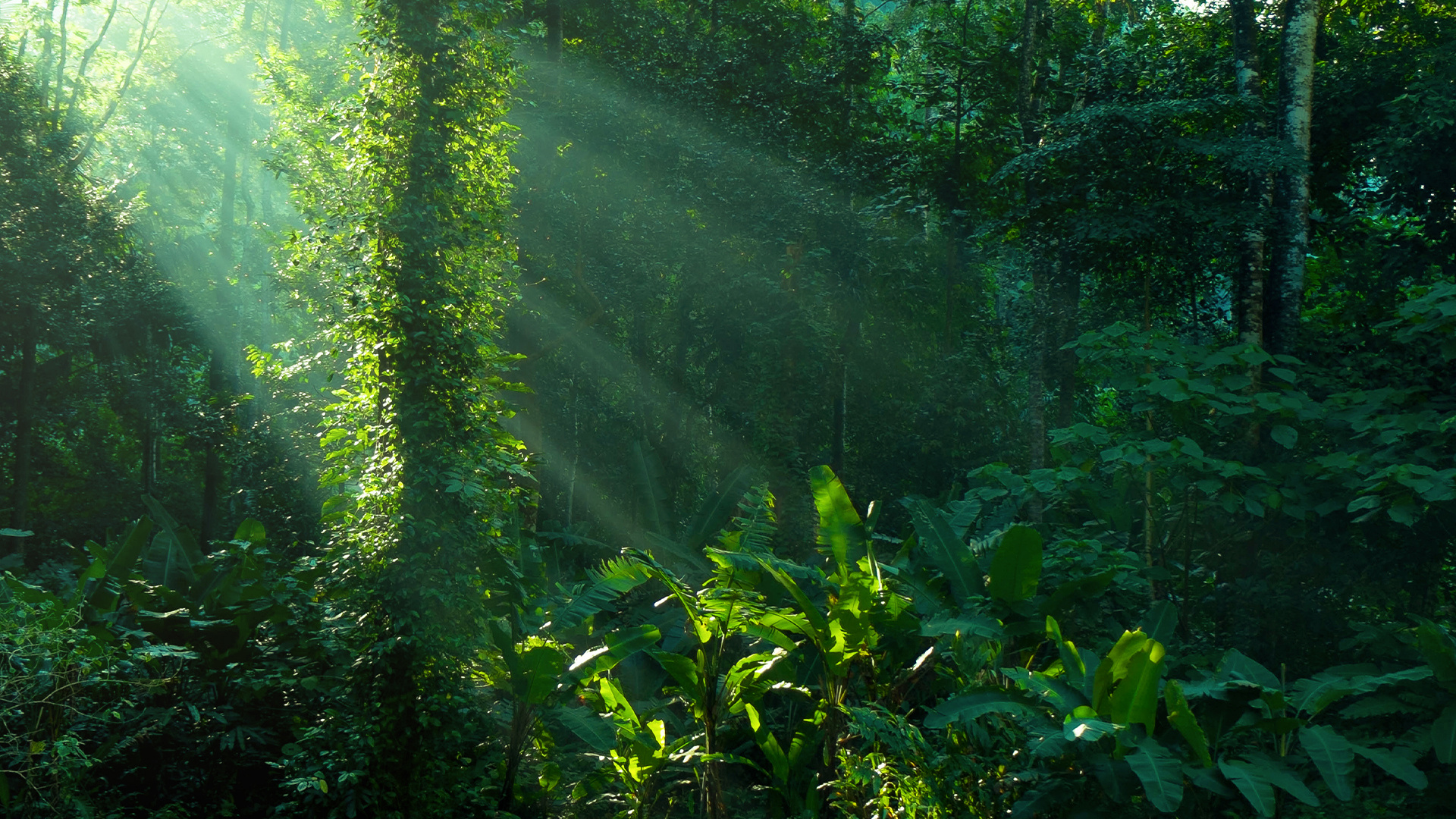 Amazonia fundings, Ethical fashion, Sustainable development, Rainforest preservation, 1920x1080 Full HD Desktop