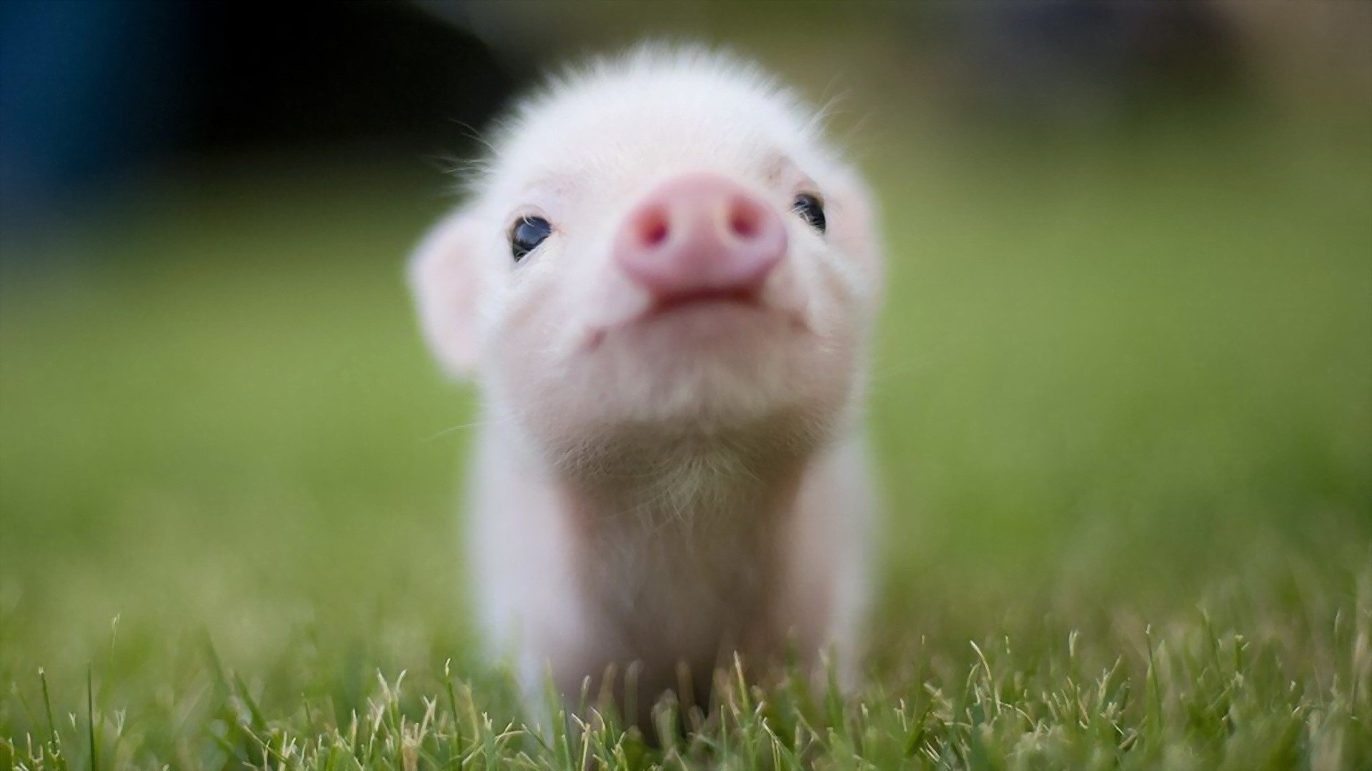 Collection of 50 pig wallpapers, Adorable pig images, Cute characters, Playful backgrounds, 1920x1080 Full HD Desktop