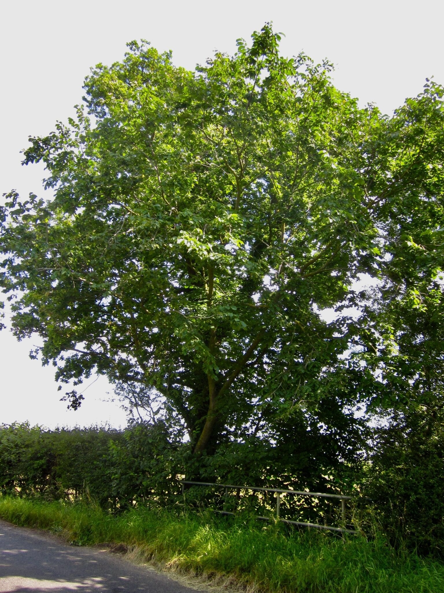 Wych elm tree, UK, Identification, Nature, 1540x2050 HD Phone