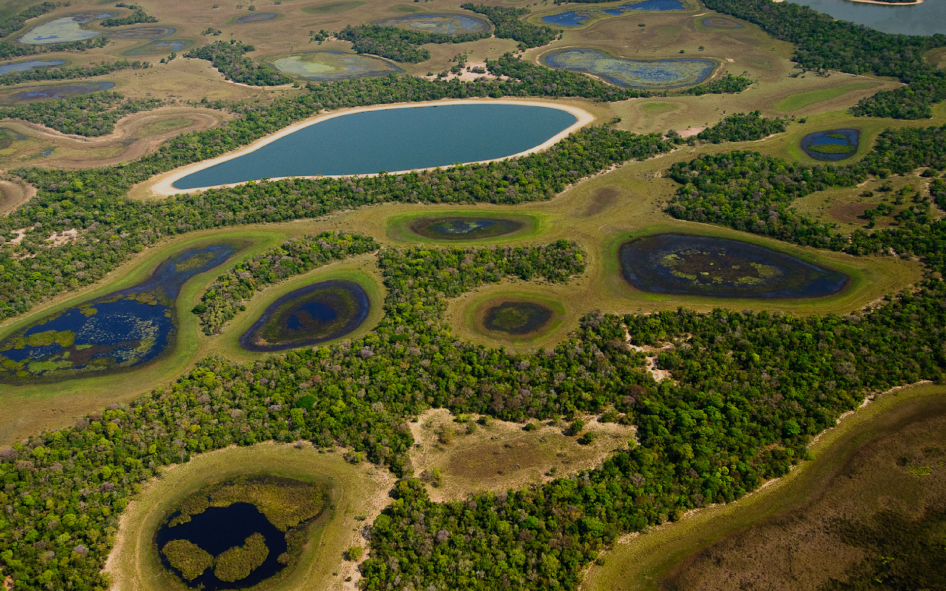 Pantanal Matogrossense, World's largest wetland, SOS Pantanal, Nature's sanctuary, 1920x1200 HD Desktop