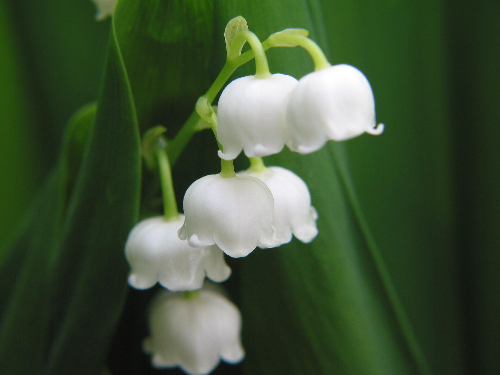 Lily of the Valley: This fast-growing perennial provides excellent ground cover in gardens and quickly spreads to form a fragrant carpet of white or pink nodding, bell-shaped flowers in spring. 1920x1440 HD Wallpaper.