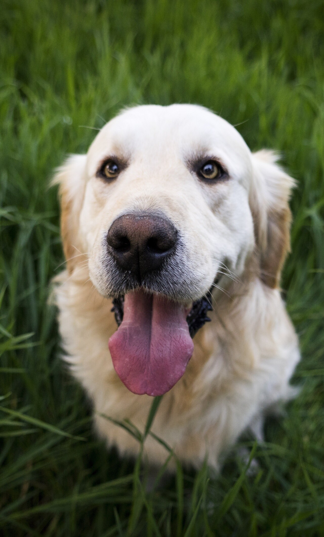 Labrador: A most popular breed of assistance dog in the United States, Australia, and many other countries, as well as being widely used by police and other official bodies for their detection and working abilities. 1280x2120 HD Background.