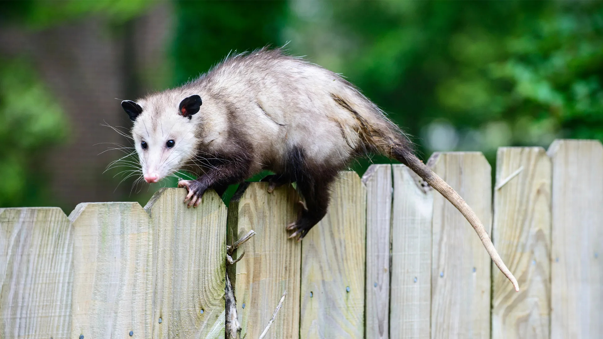 Opossum trapping, Wildlife management, Pest control solutions, Humane techniques, 1920x1080 Full HD Desktop