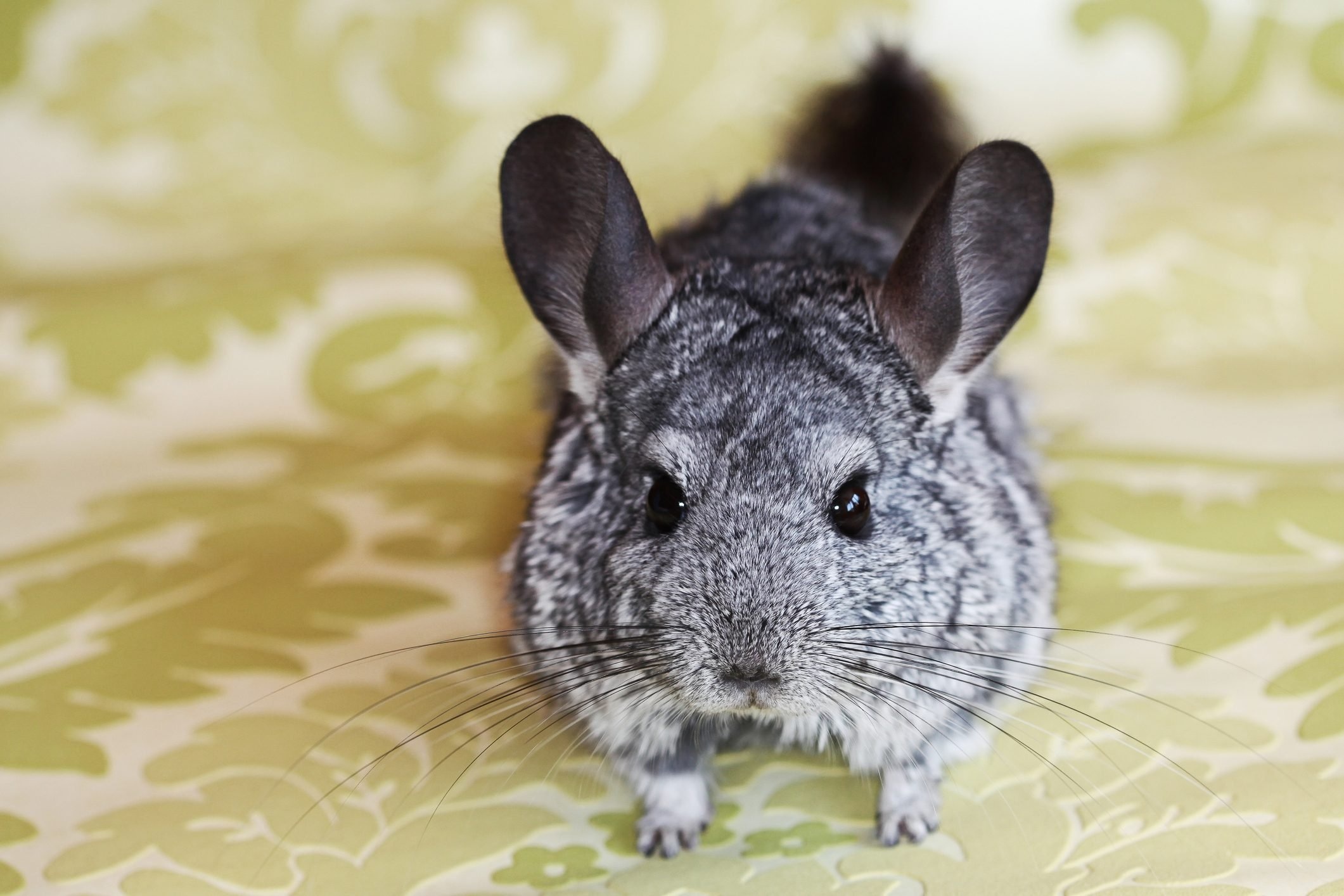Chinchilla pictures, Cute and fluffy, Playful rodent, Pet lovers, 2130x1420 HD Desktop