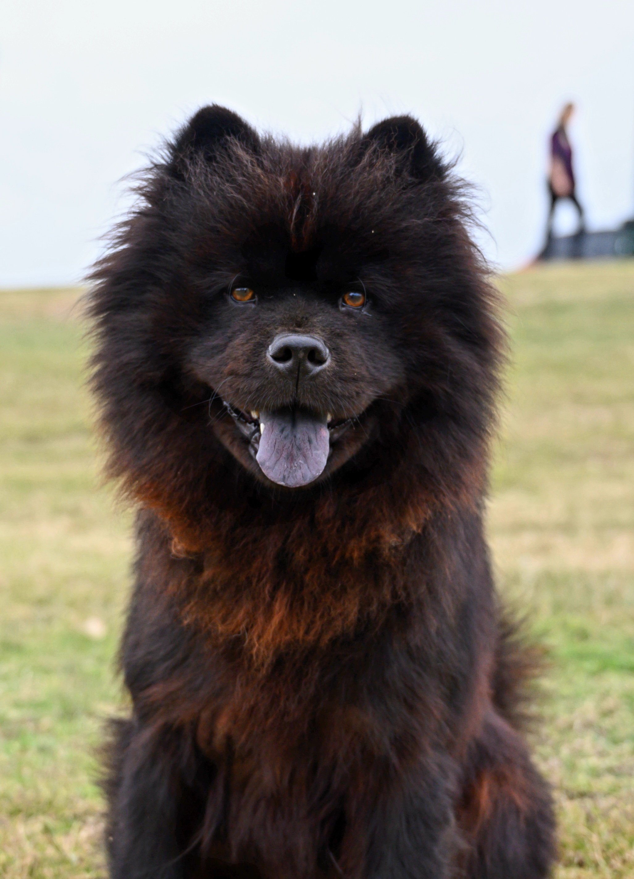 Chow Chow photos, Best images, High-quality visuals, Stunning, 2060x2850 HD Handy
