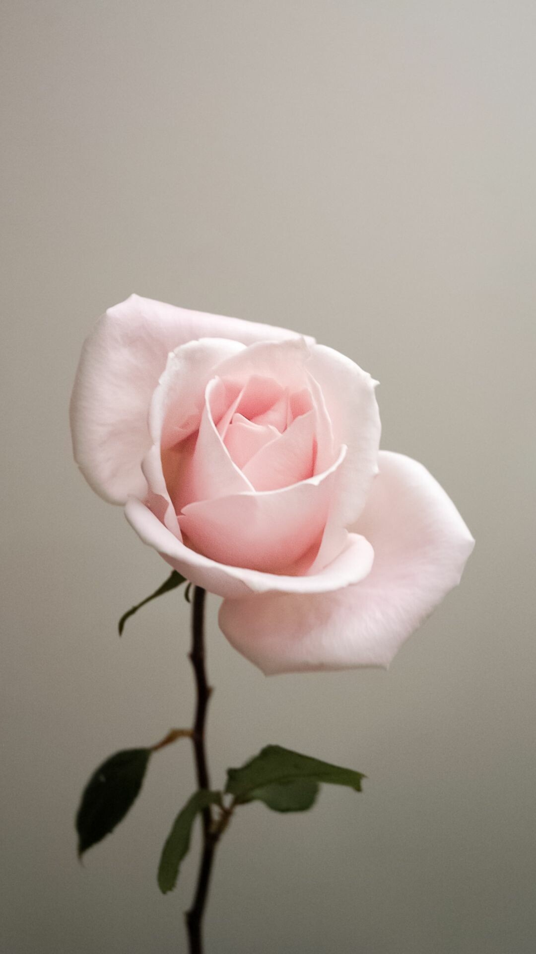 Rose: Hybrid teas come in a complete range of colors and have large symmetrical blossoms. 1080x1920 Full HD Wallpaper.