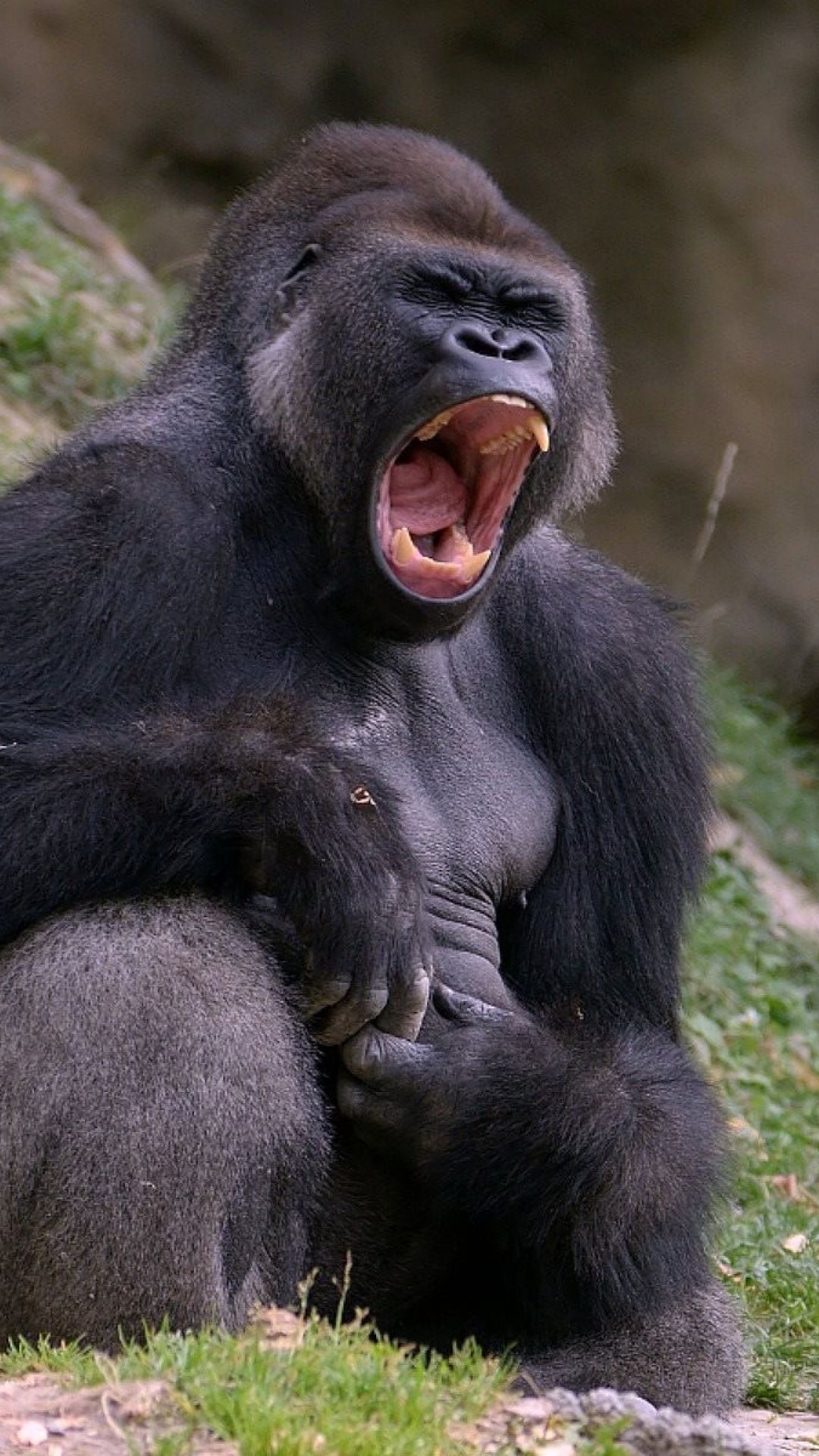 Virunga National Park, Monkey debate, Controversial, Wildlife, 1080x1920 Full HD Phone
