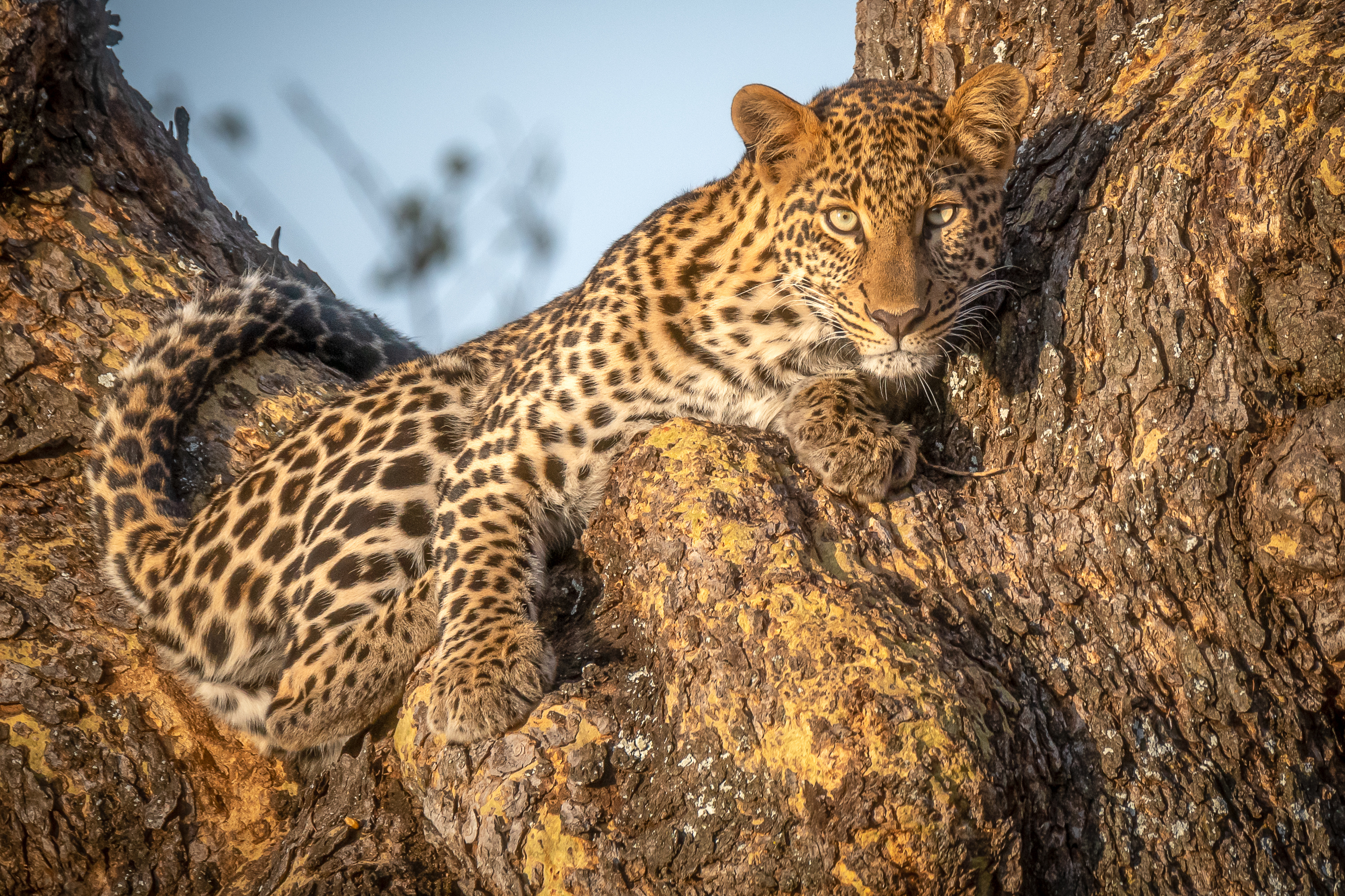 Leopard, Photo leopard, African leopard, Animal, 3000x2000 HD Desktop