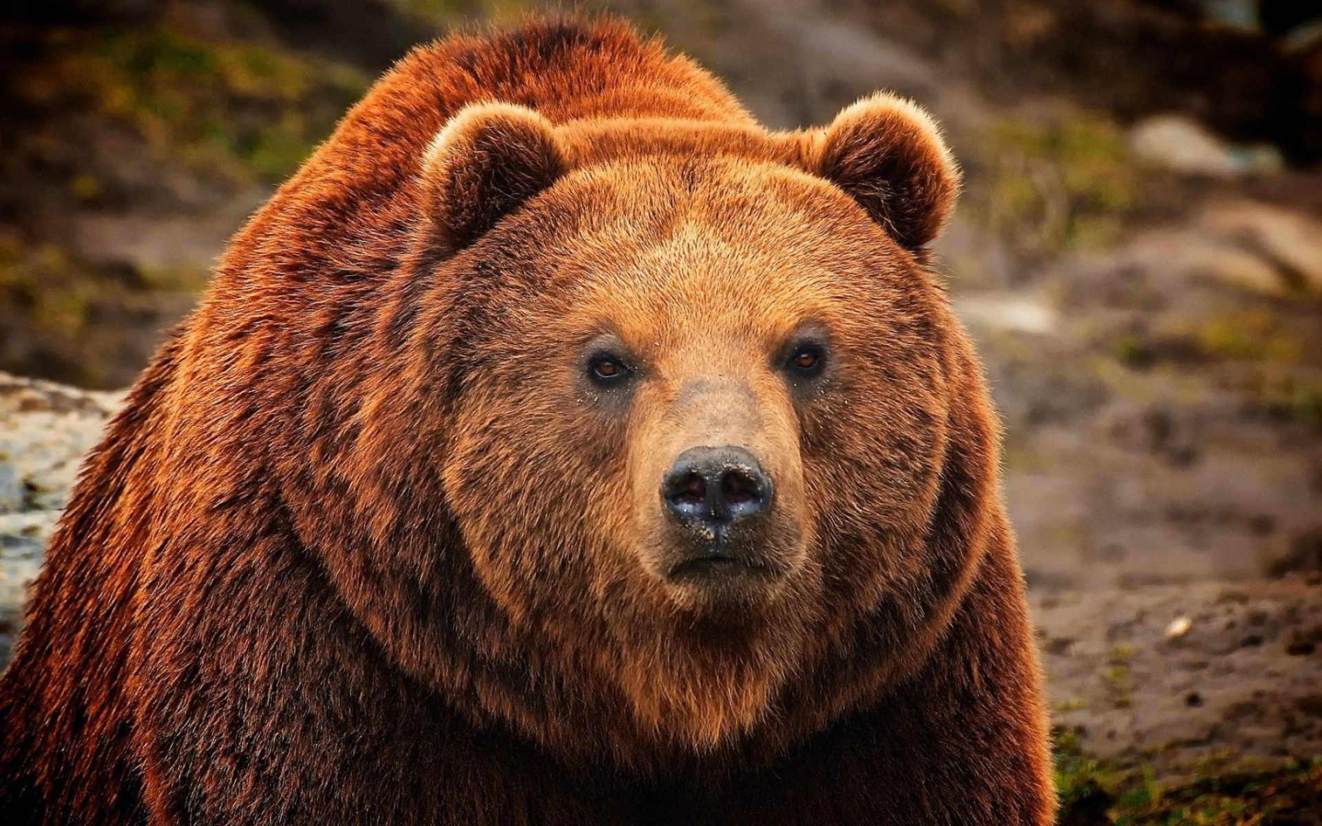 Grizzly Bear, Grizzly bear wallpaper, Animal wallpapers, 1920x1200 HD Desktop