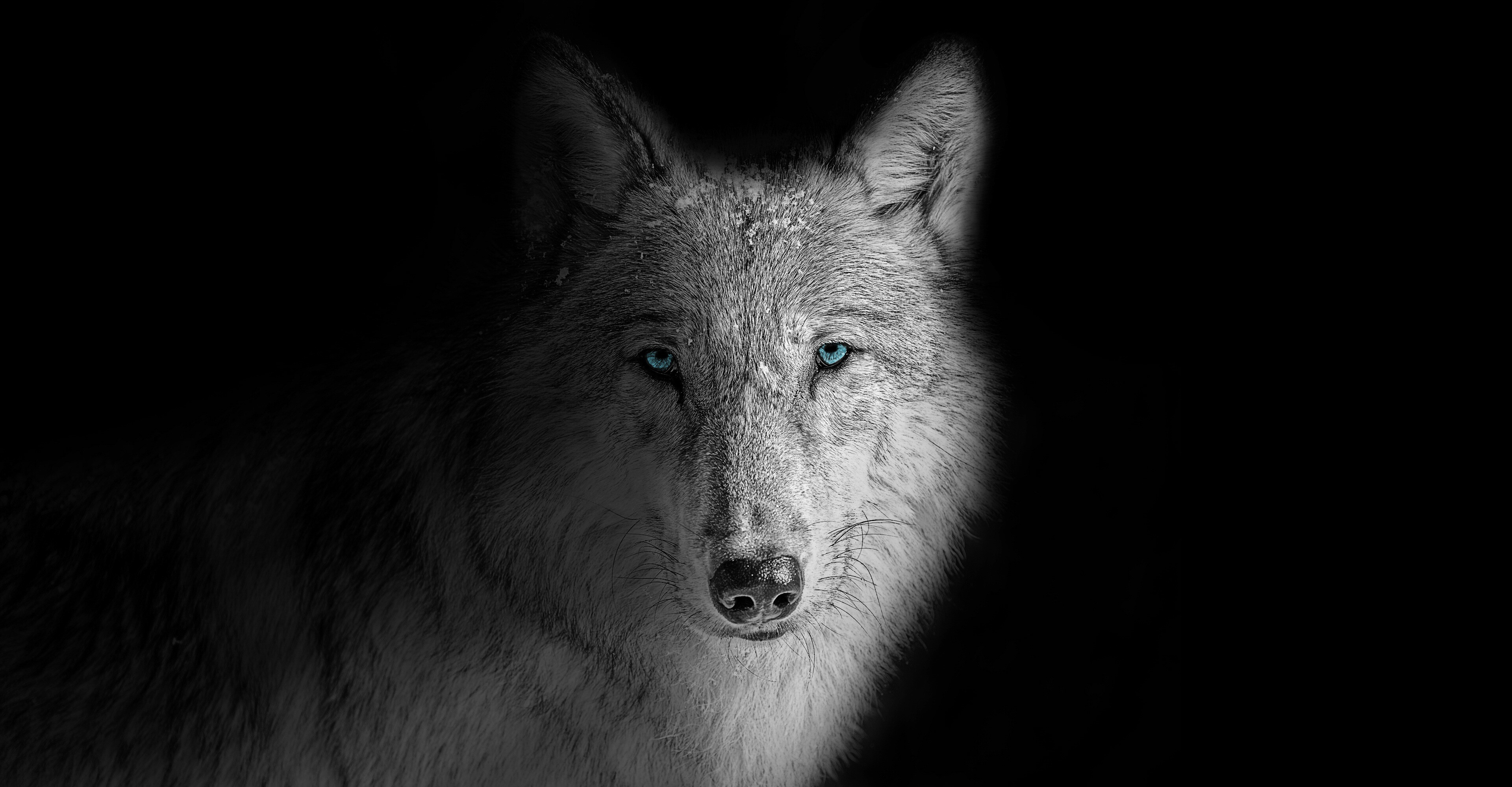 Wolf: In the distant past, there has been gene flow between African wolves, golden jackals, and gray wolves. 3840x2000 HD Background.