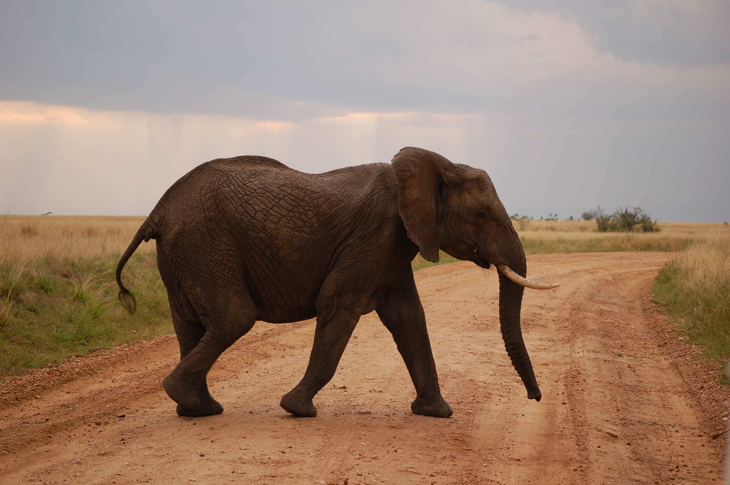 Wunder des Nationalparks in Kenia, 3010x2000 HD Desktop