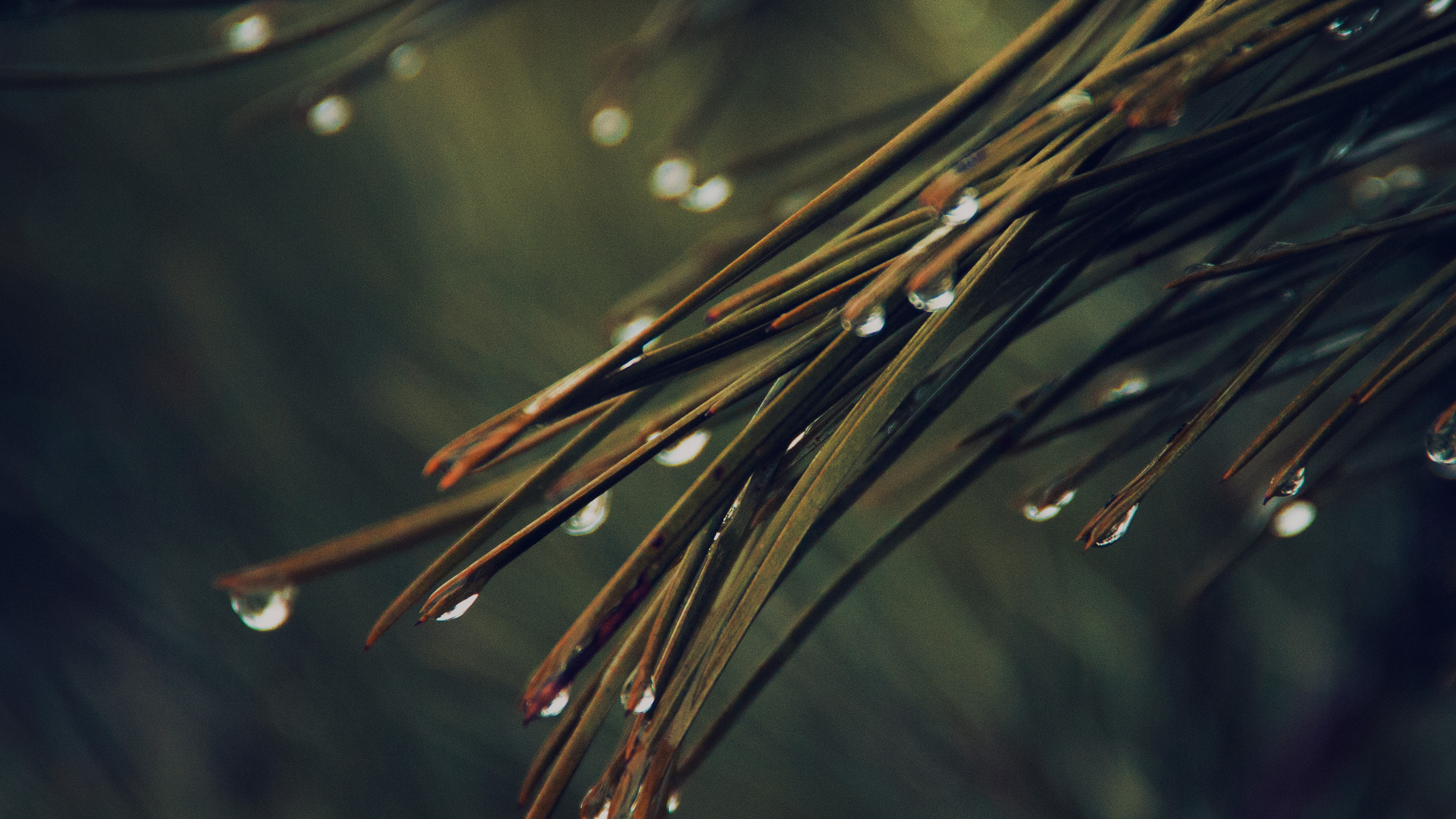 Rainy pine tree, Dark green nature, Mountain scenery, Desktop wallpaper, 3840x2160 4K Desktop