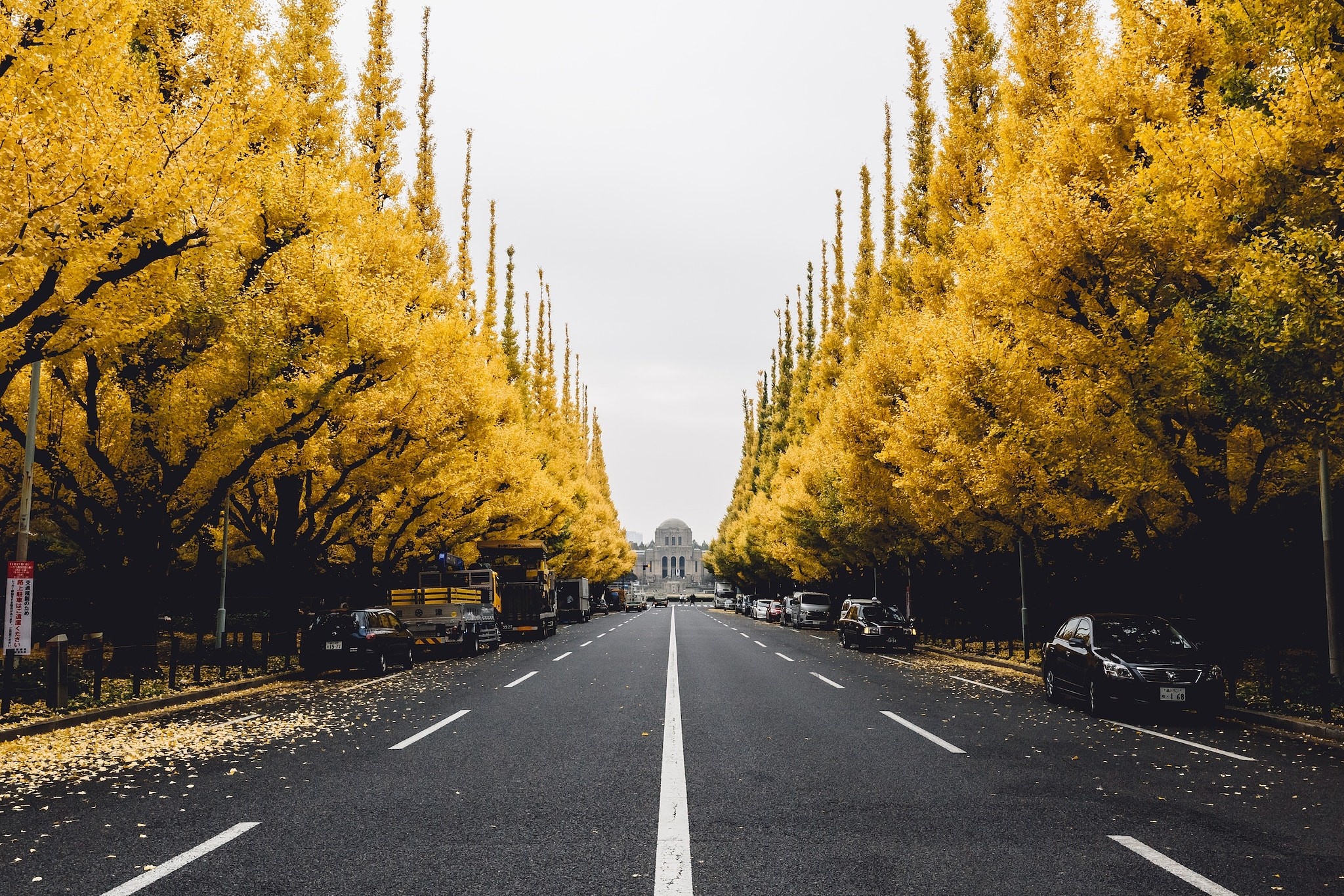 Ginkgo Biloba, Urban nature, Stunning road views, Autumn colors, 2050x1370 HD Desktop