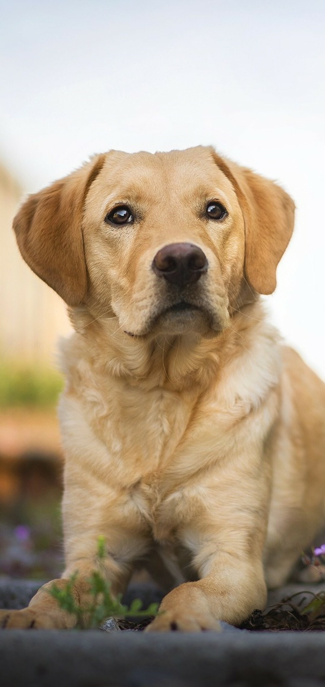 Dog: Common four-legged animal that is often kept by people as a pet. 1080x2280 HD Wallpaper.