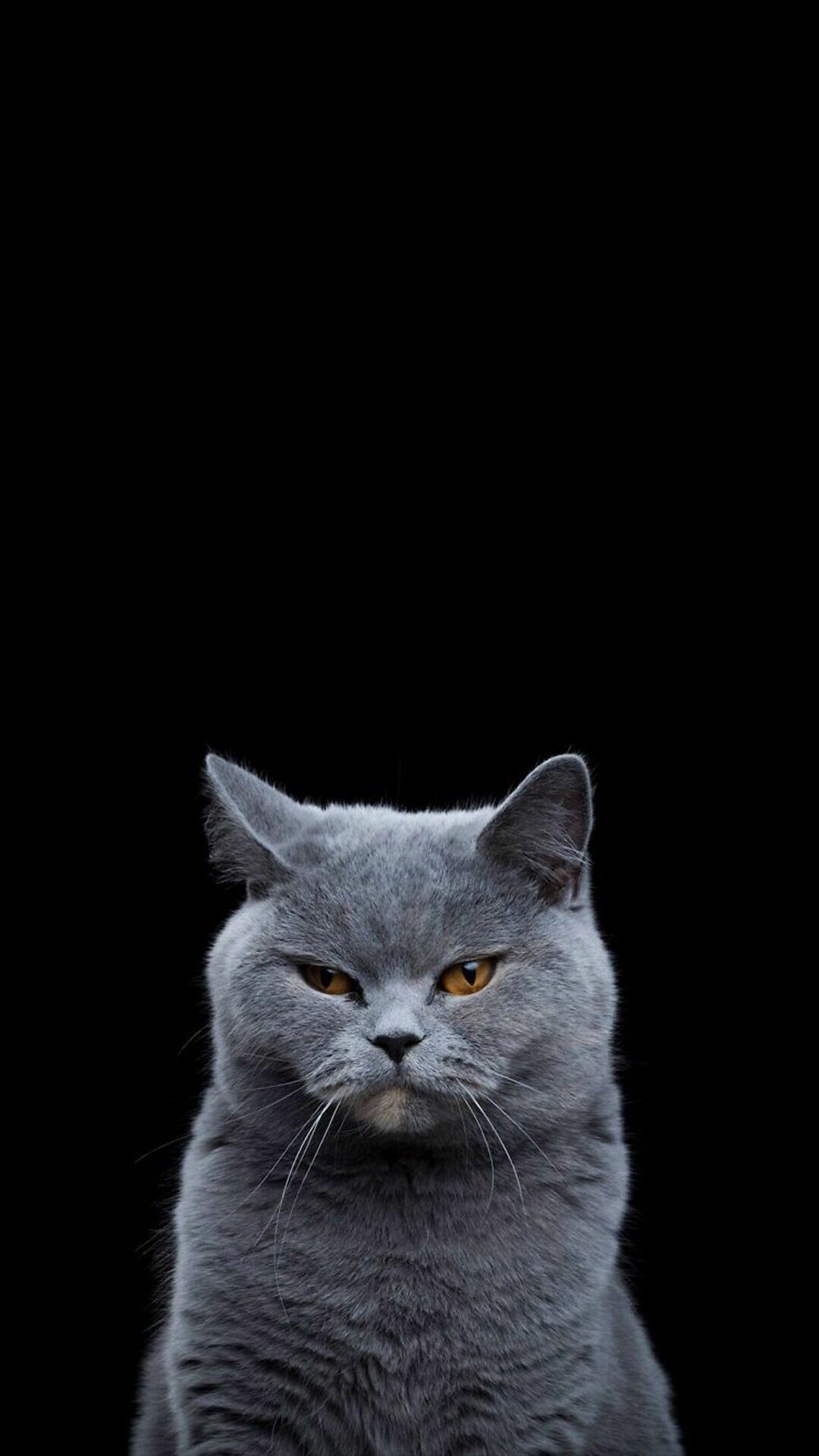 British Cat: The oldest natural English breed. 1080x1920 Full HD Wallpaper.
