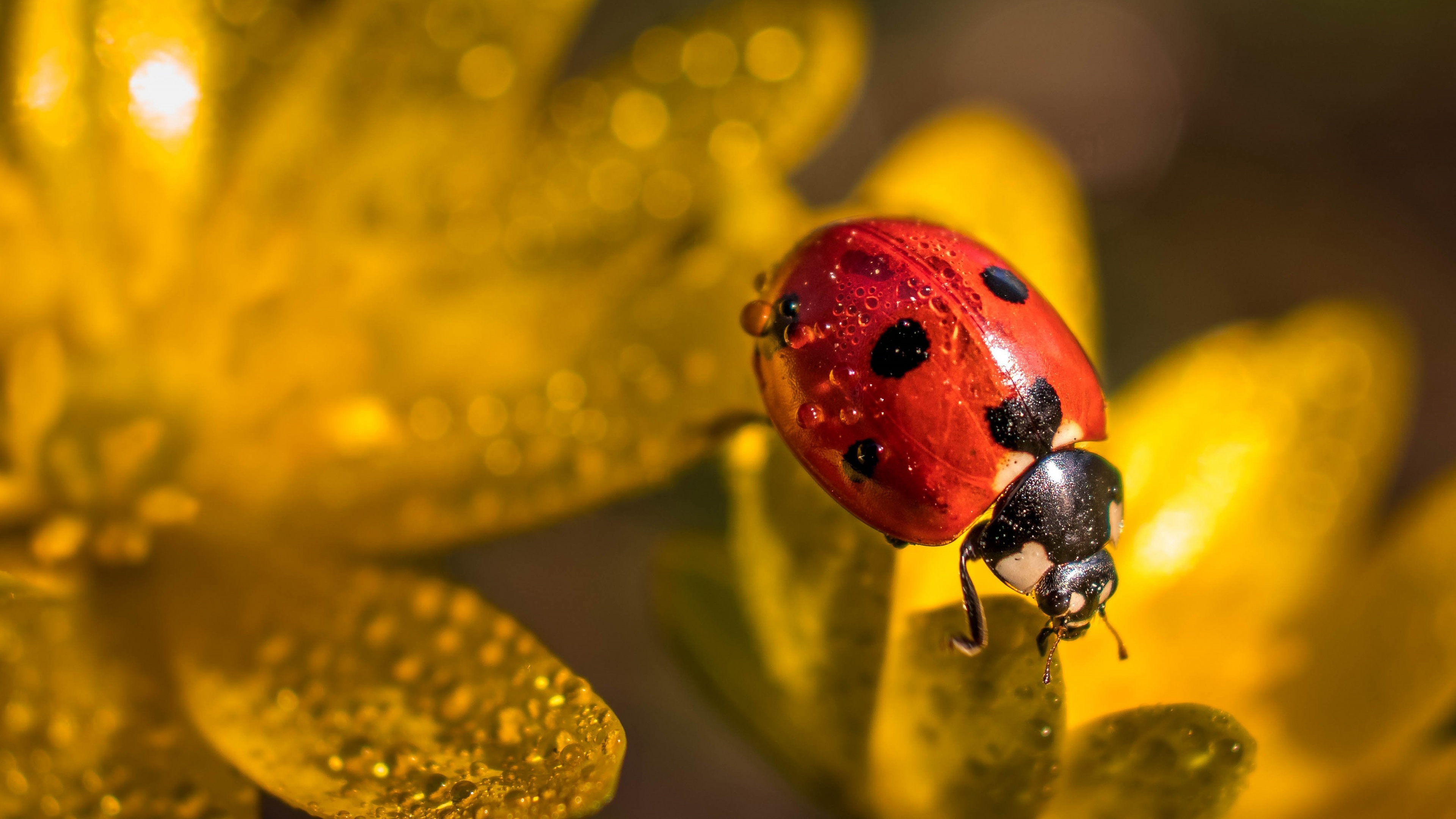 Beetle (Animals), Ladybug macro water, Flower beetle wallpaper, Water drop, 3840x2160 4K Desktop