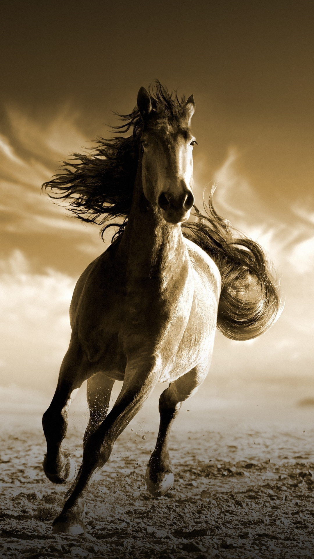 Horse: Yearling in a gallop, Equestrianism. 1080x1920 Full HD Background.