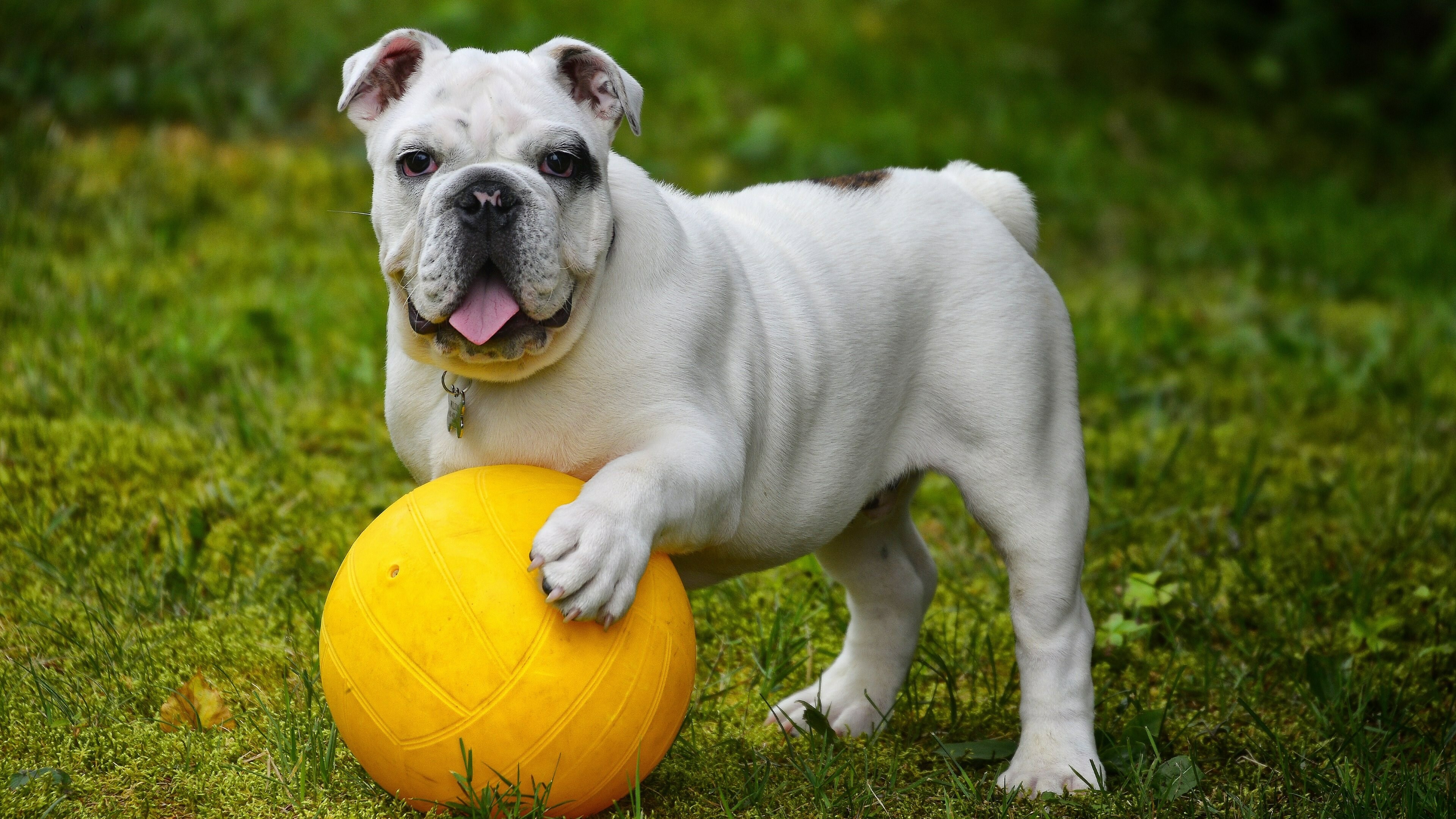 Bulldog: English breed, Commonly kept as a companion dog, Animal. 3840x2160 4K Background.
