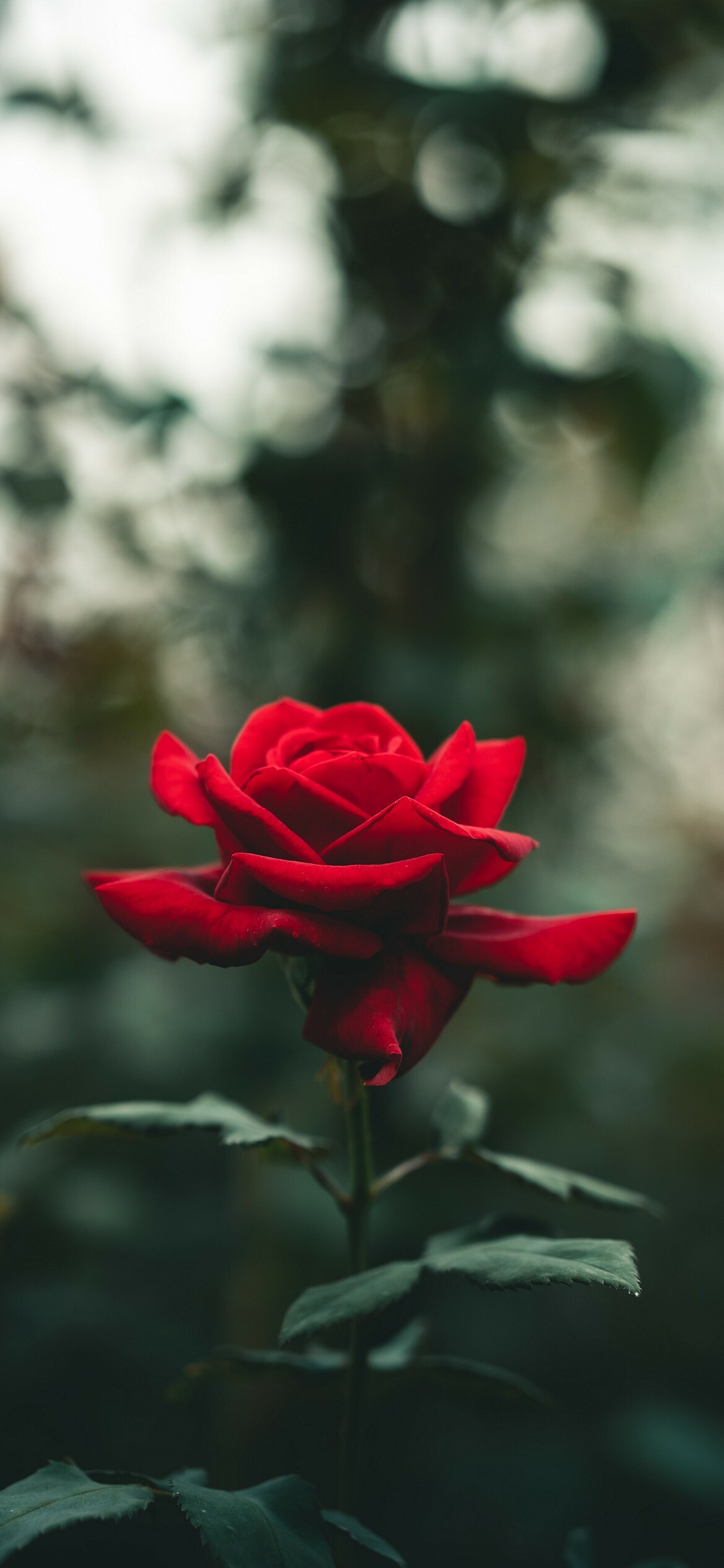 Rose: Ornamental roses have been cultivated for millennia, with the earliest known cultivation known to date from at least 500 BC in Mediterranean countries, Persia, and China. 1170x2540 HD Wallpaper.