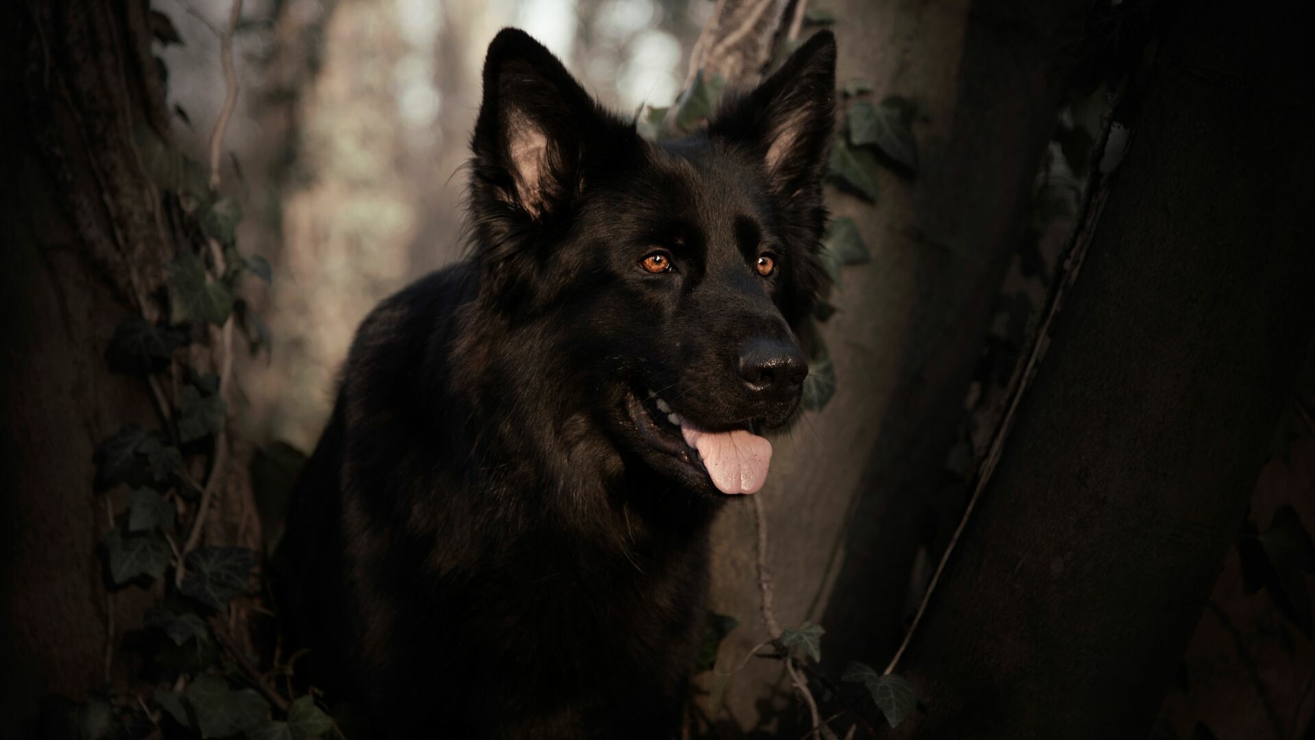 German Shepherd, Black wallpaper, HD image, Striking canine beauty, 1920x1080 Full HD Desktop