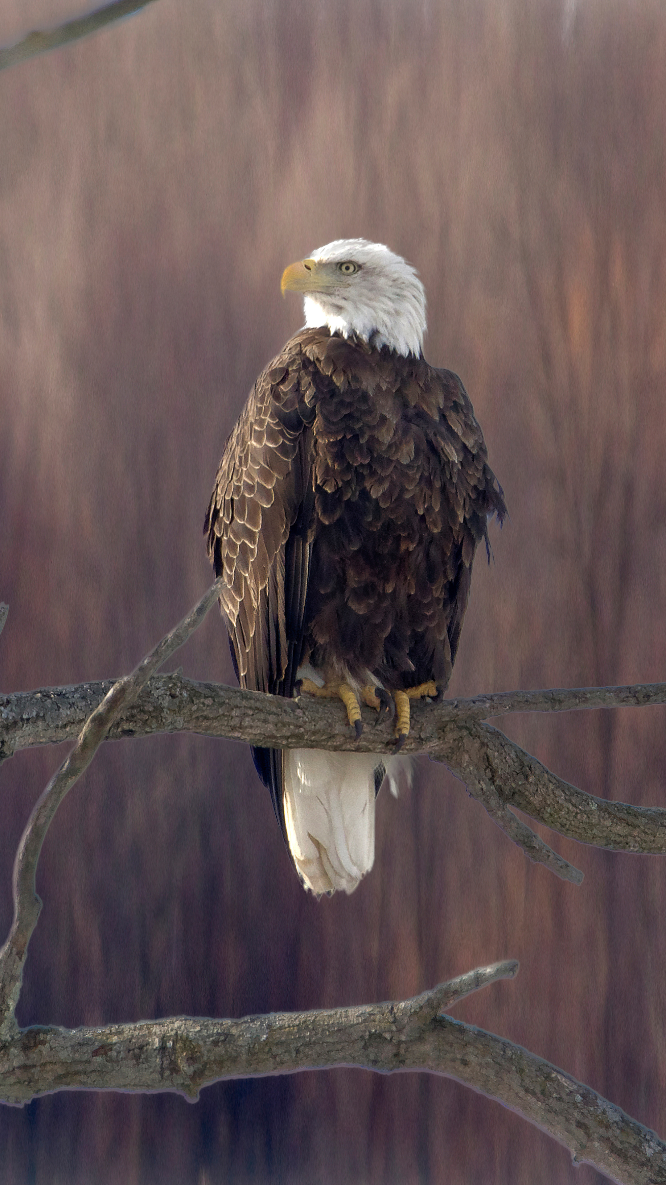 Bald eagle perched, Sony Xperia wallpapers, 2160x3840 4K Phone