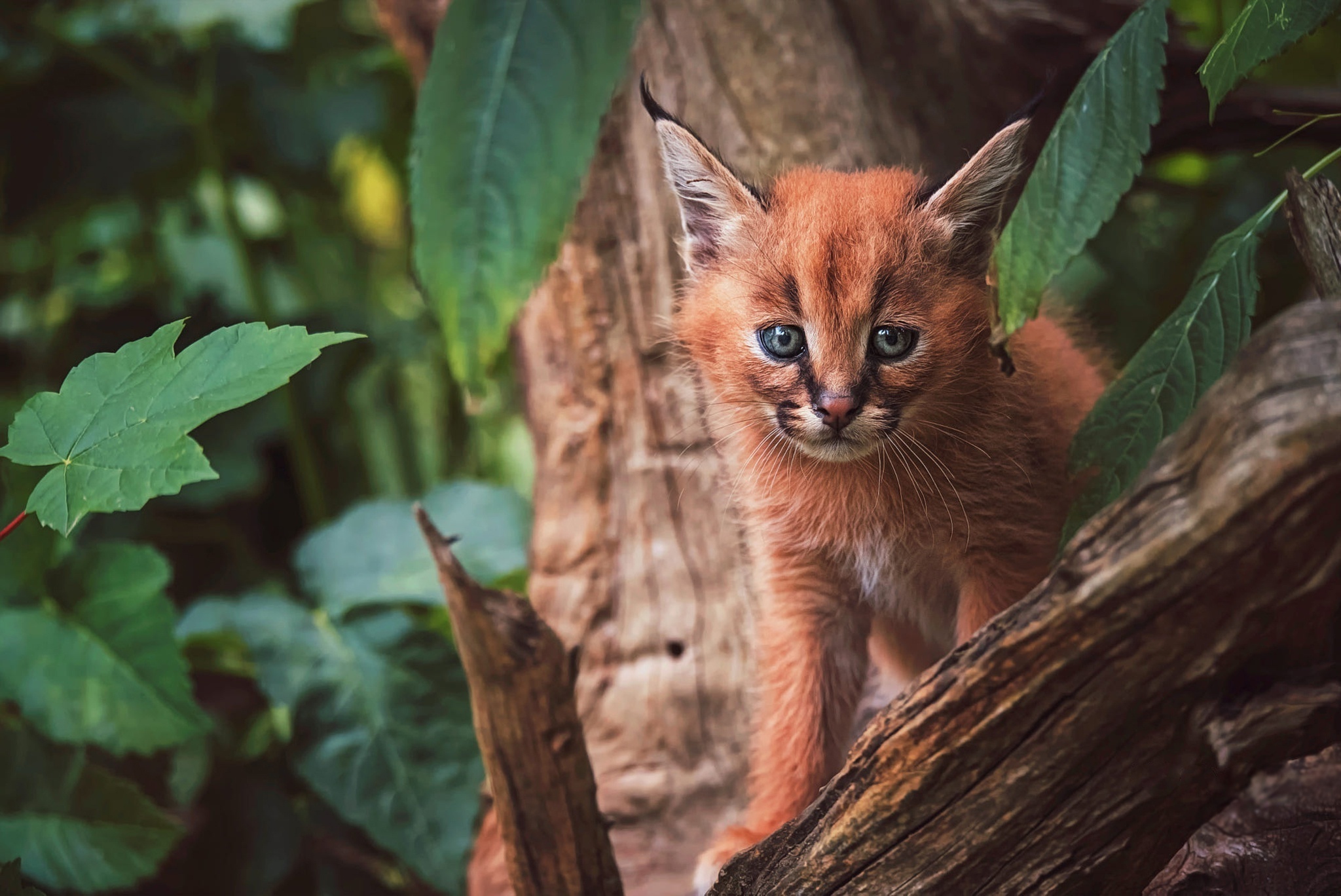 Animal photography, Cute caracal cub, Adorable kitten, Breathtaking view, 2050x1370 HD Desktop