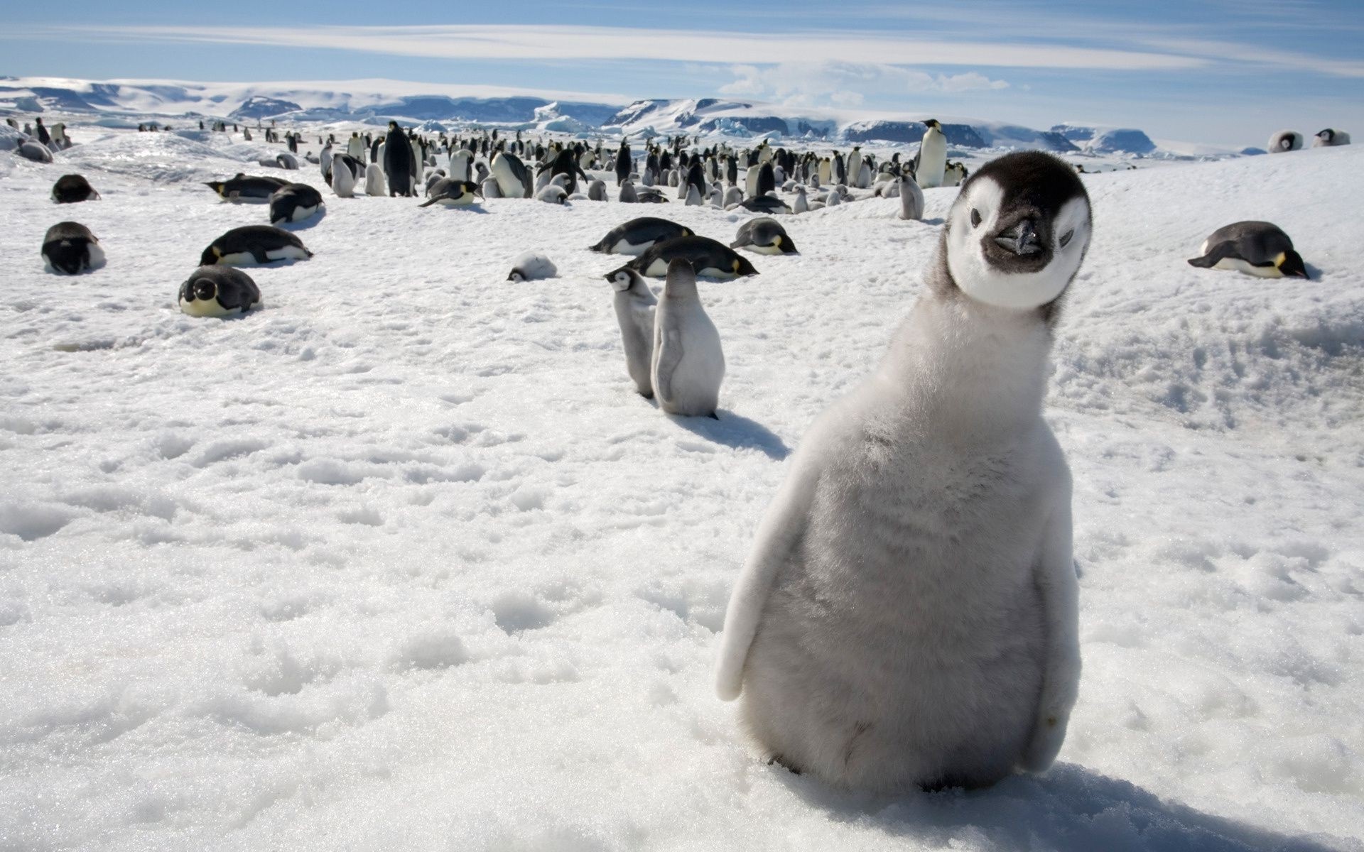 Antarctica, Surprised Penguin, Flock, Background, 1920x1200 HD Desktop