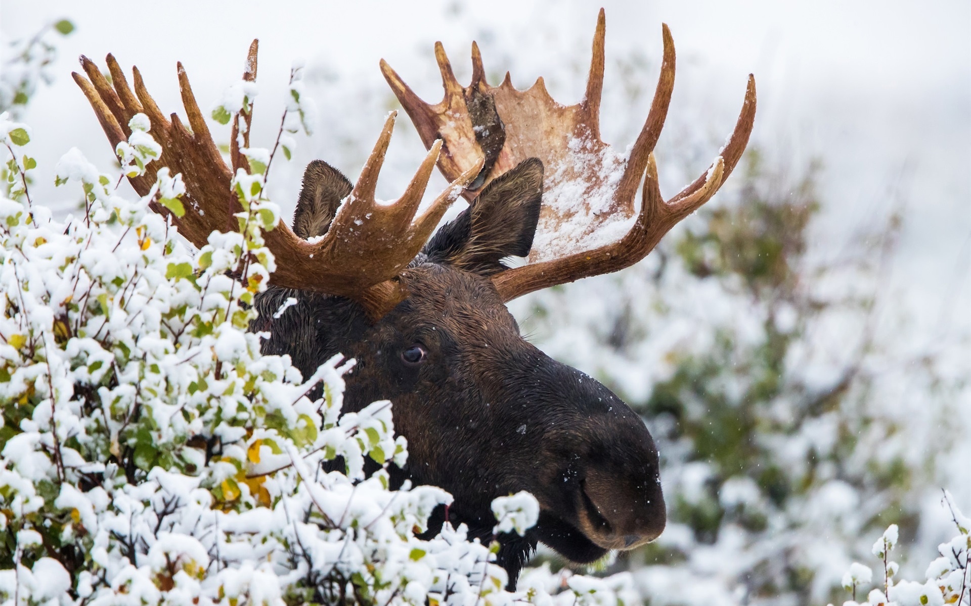 Snowy moose, Winter wilderness, Frosty landscapes, Cold weather, 1920x1200 HD Desktop