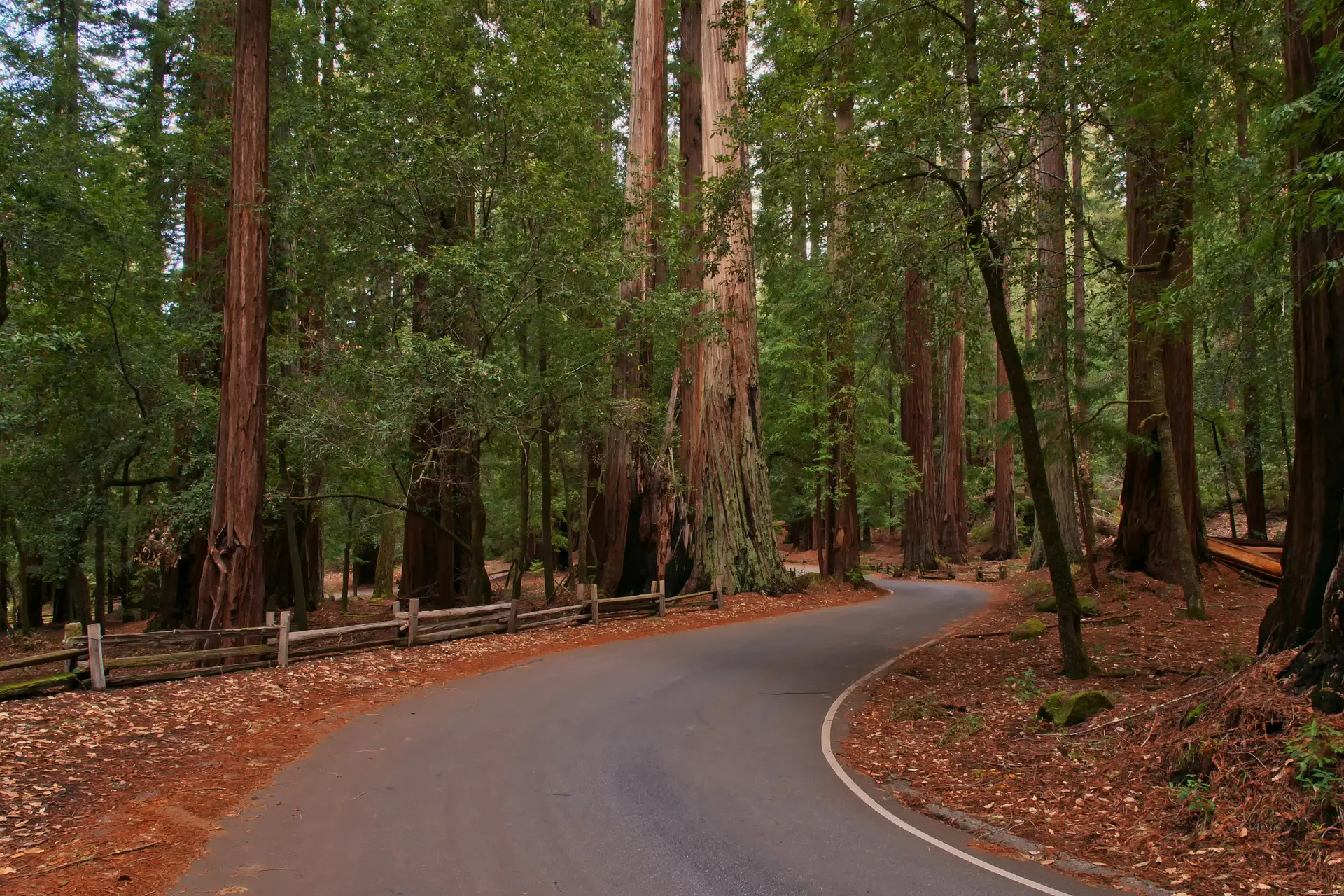 Redwood National Park, Coastal giants, Northern California wonder, Majestic forests, 1920x1280 HD Desktop
