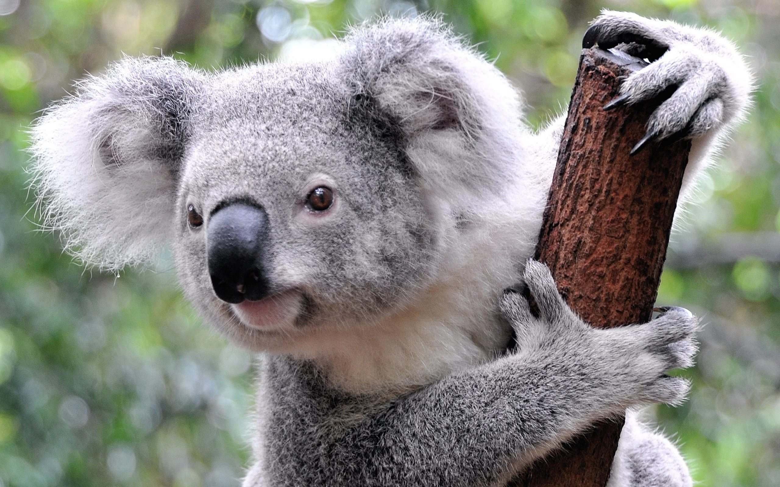 Koala, Animals, Bear, Adorable, 2560x1600 HD Desktop