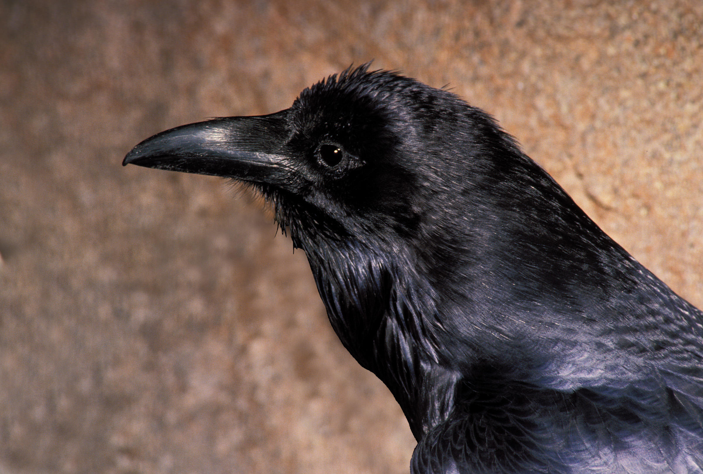 Raven wallpapers, Animal photography, HQ pictures, 4K resolution, 2400x1620 HD Desktop