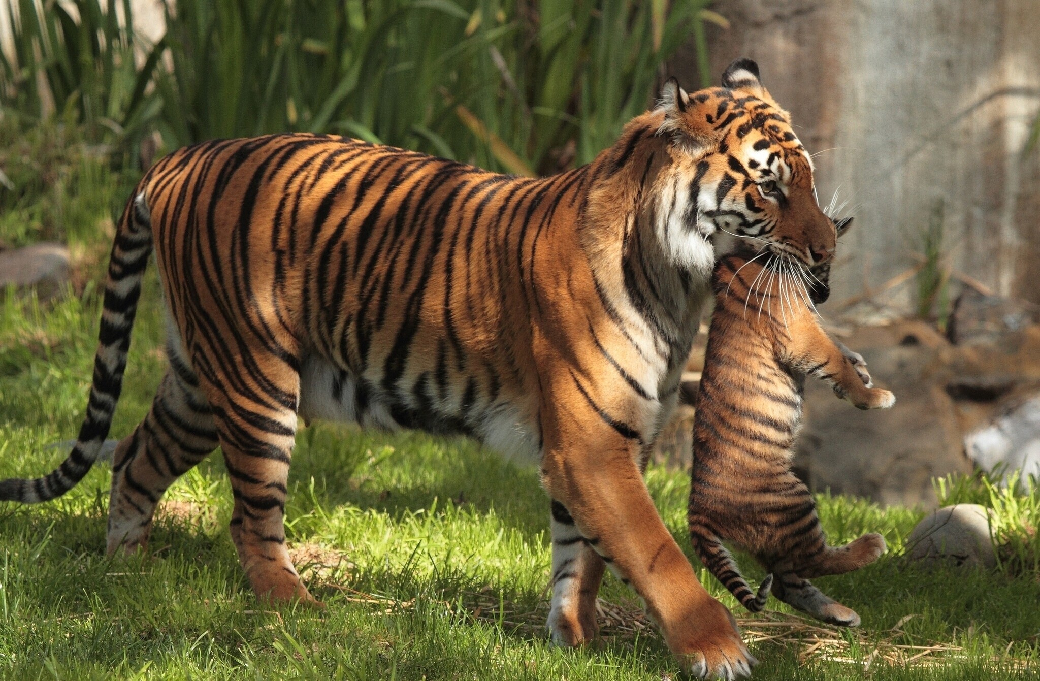 Tiger Cub: Species mostly feed on large and medium-sized mammals, Baby animals. 2050x1350 HD Background.