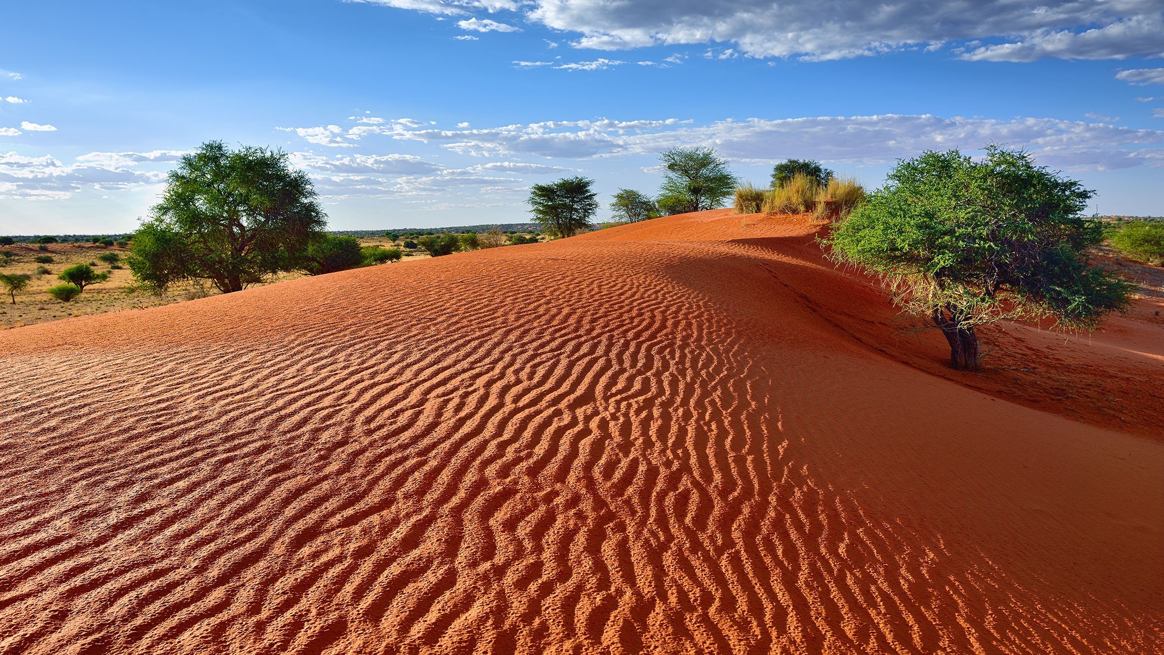 Kalahari Desert wilderness, Vast sand dunes, Exotic flora, Desert secrets, 2400x1350 HD Desktop