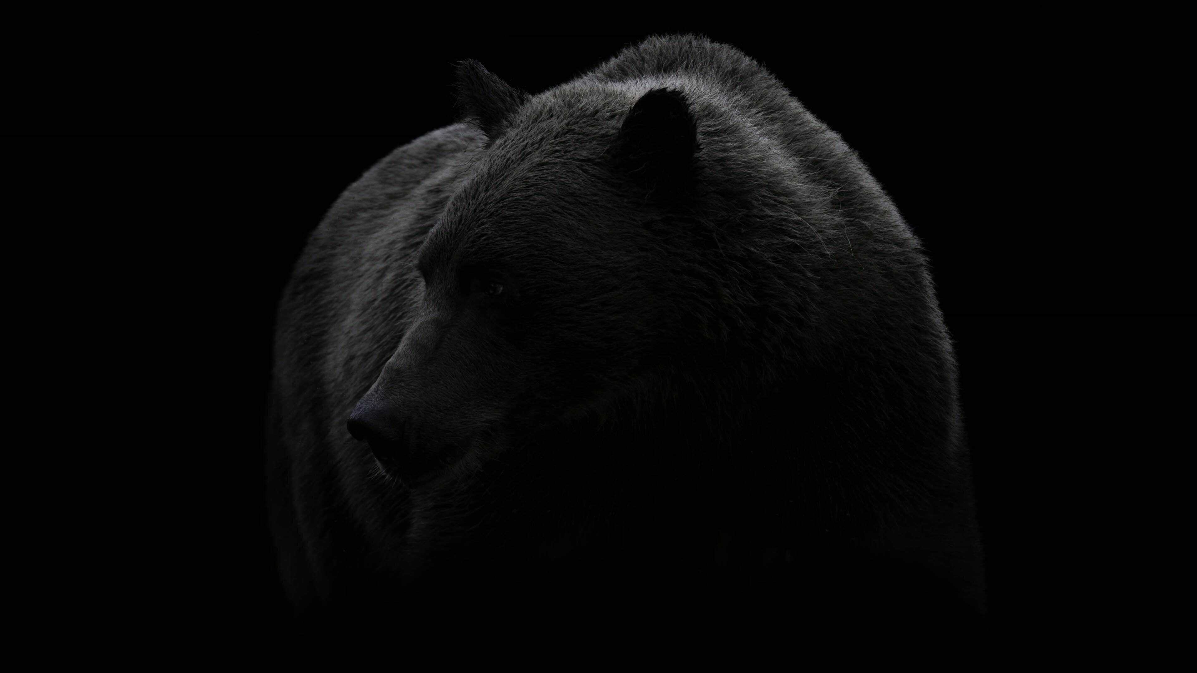 Bear: Mammals in the Carnivora order's, family Ursidae, Monochrome. 3840x2160 4K Background.