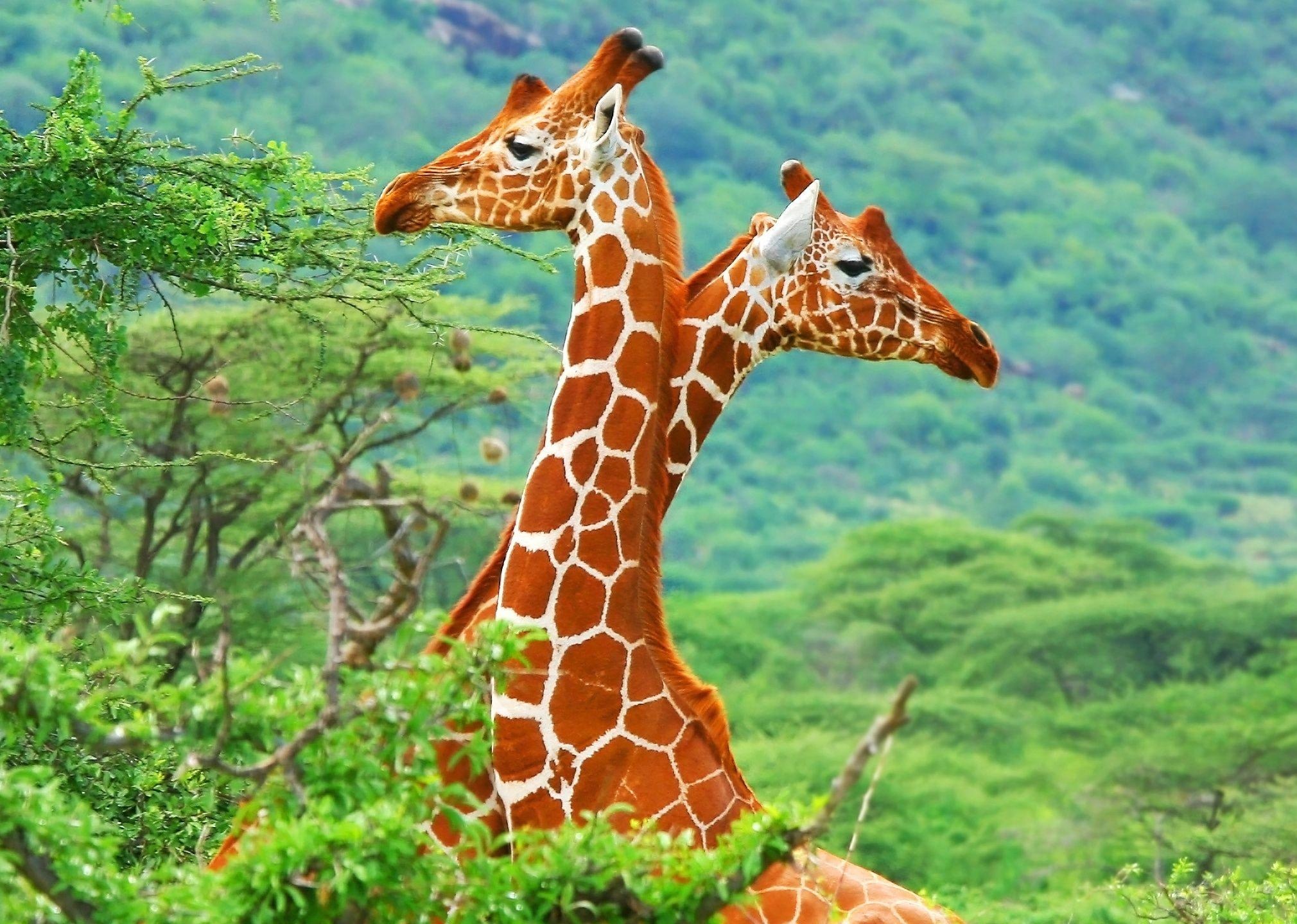 Giraffe: Its neck is the longest on any extant animal at around 2–3 meters in the largest males. 2020x1440 HD Background.