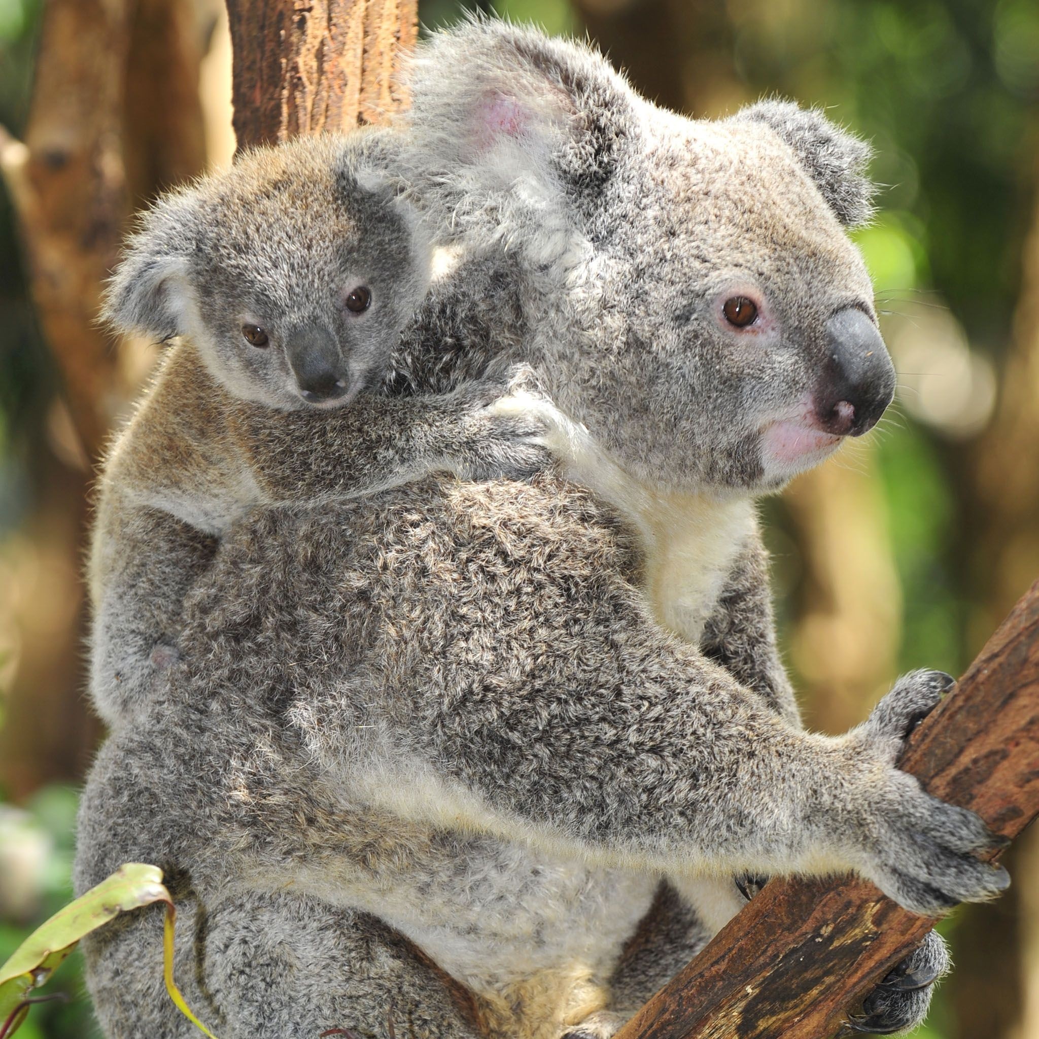 Koala babies, Adorable koala offspring, Little ones in nature, Koala family joy, 2050x2050 HD Phone