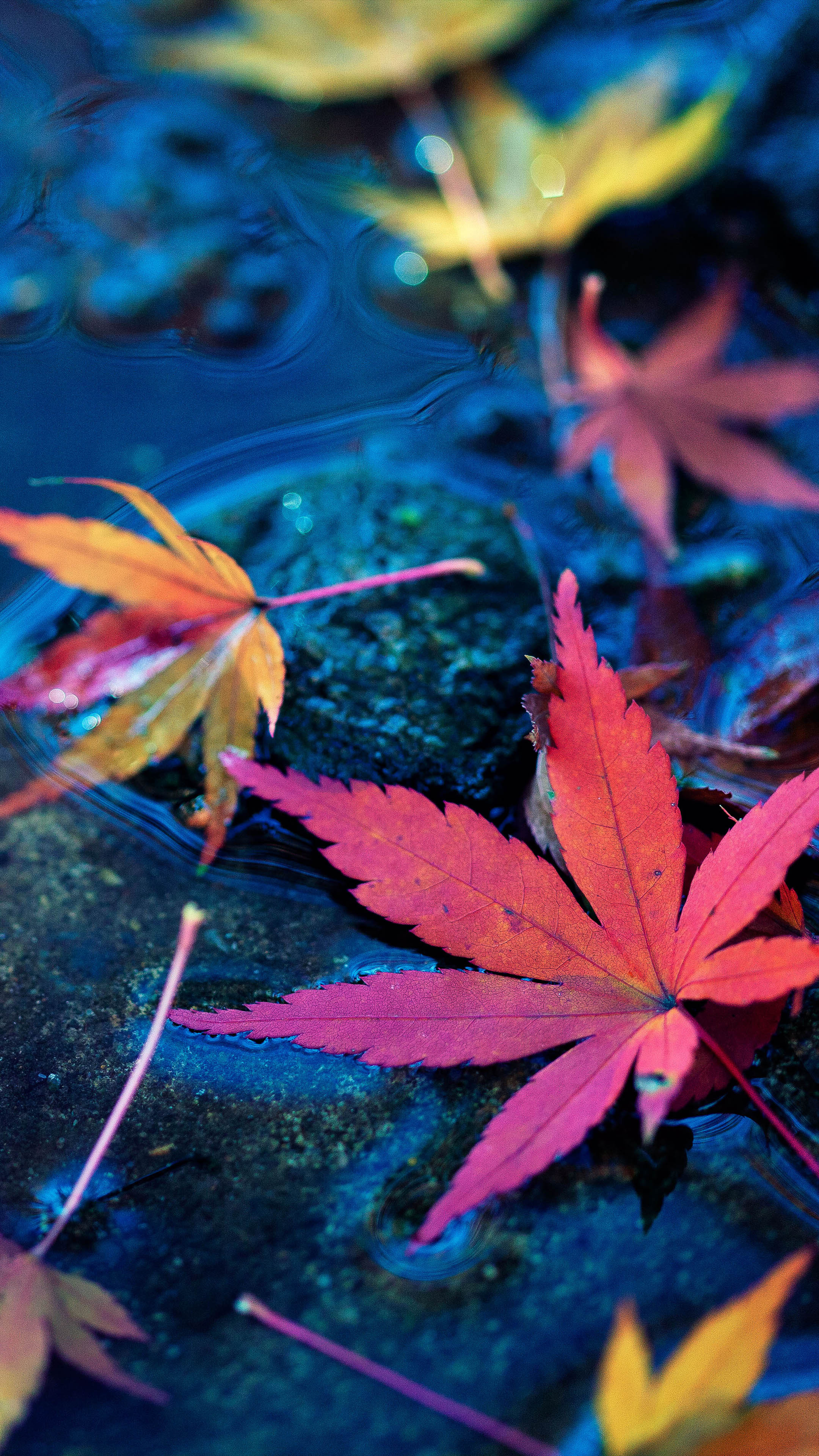Maple leaves, Fall autumn water, 4K ultra HD, Mobile wallpaper, 2160x3840 4K Handy