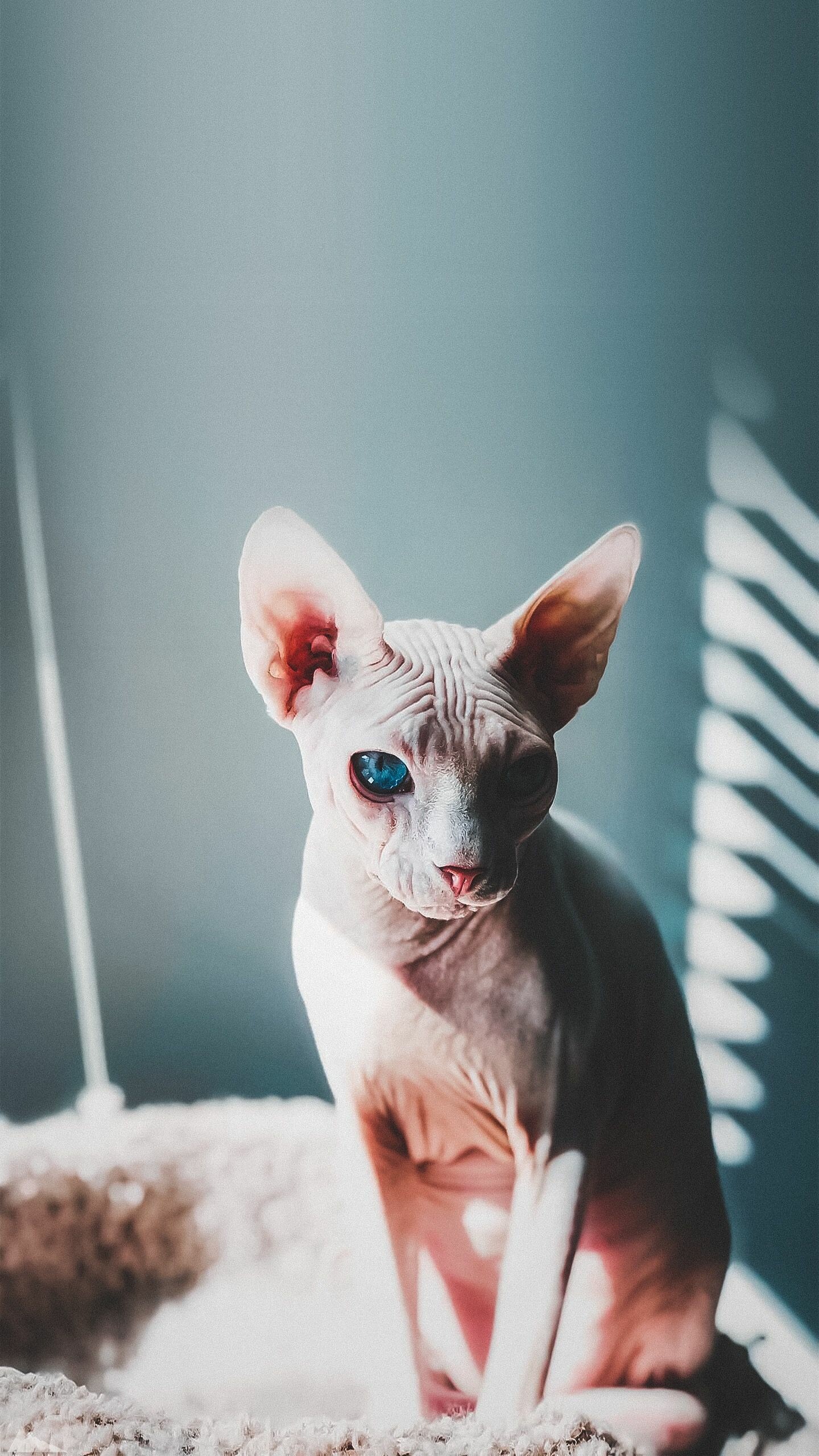 Sphynx: One of the more dog-like breeds of cats, frequently greeting their owners at the door and friendly when meeting strangers. 1440x2560 HD Wallpaper.