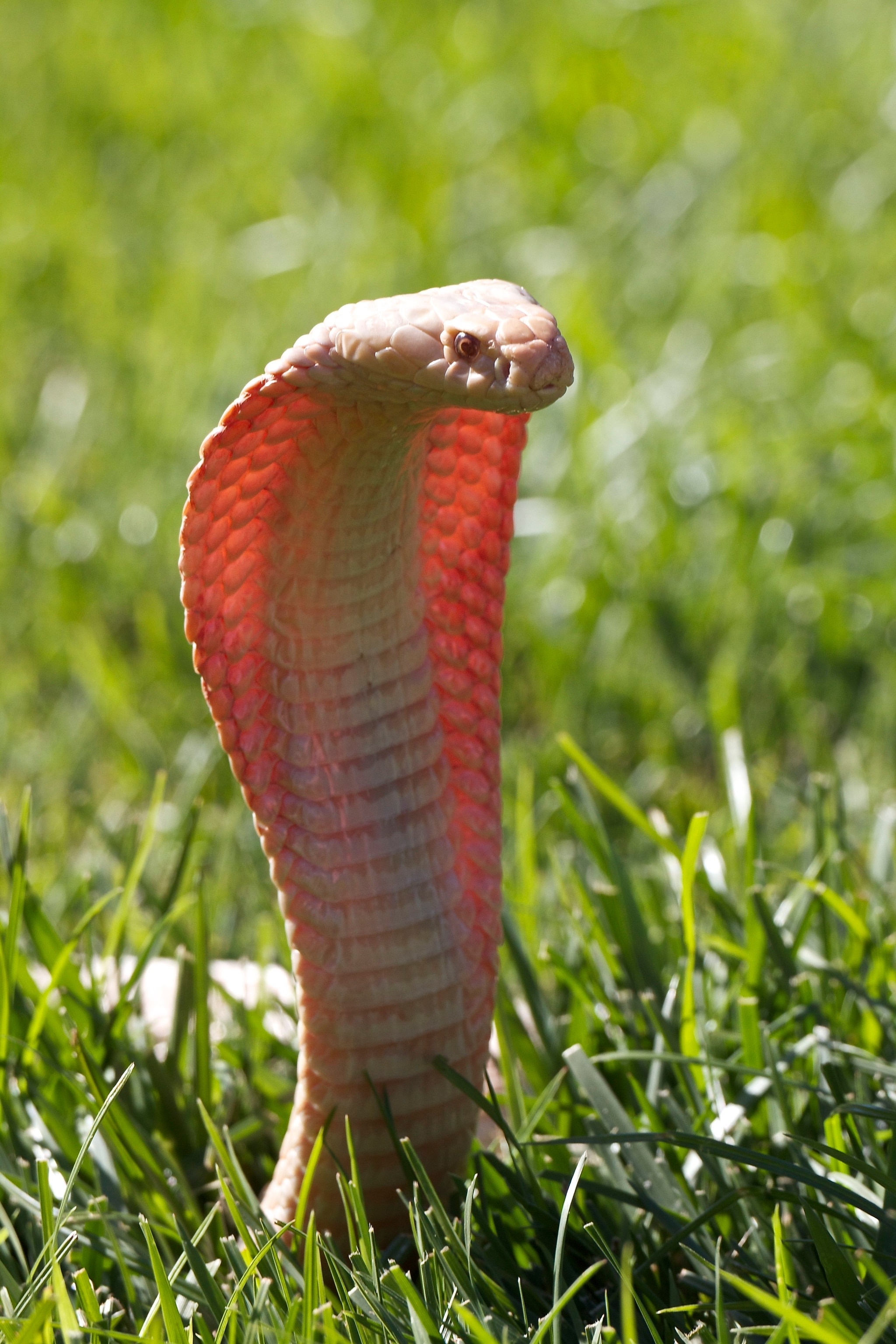 King Cobra facts, Reptile wonder explored, Wildlife photography, Animal fascination, 2050x3080 HD Phone