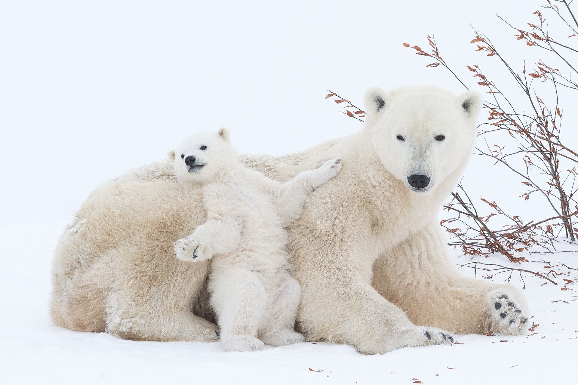 Captivating polar bear images, Daisy Gilardini photography, Arctic expedition, Wildlife photographer, 1930x1280 HD Desktop