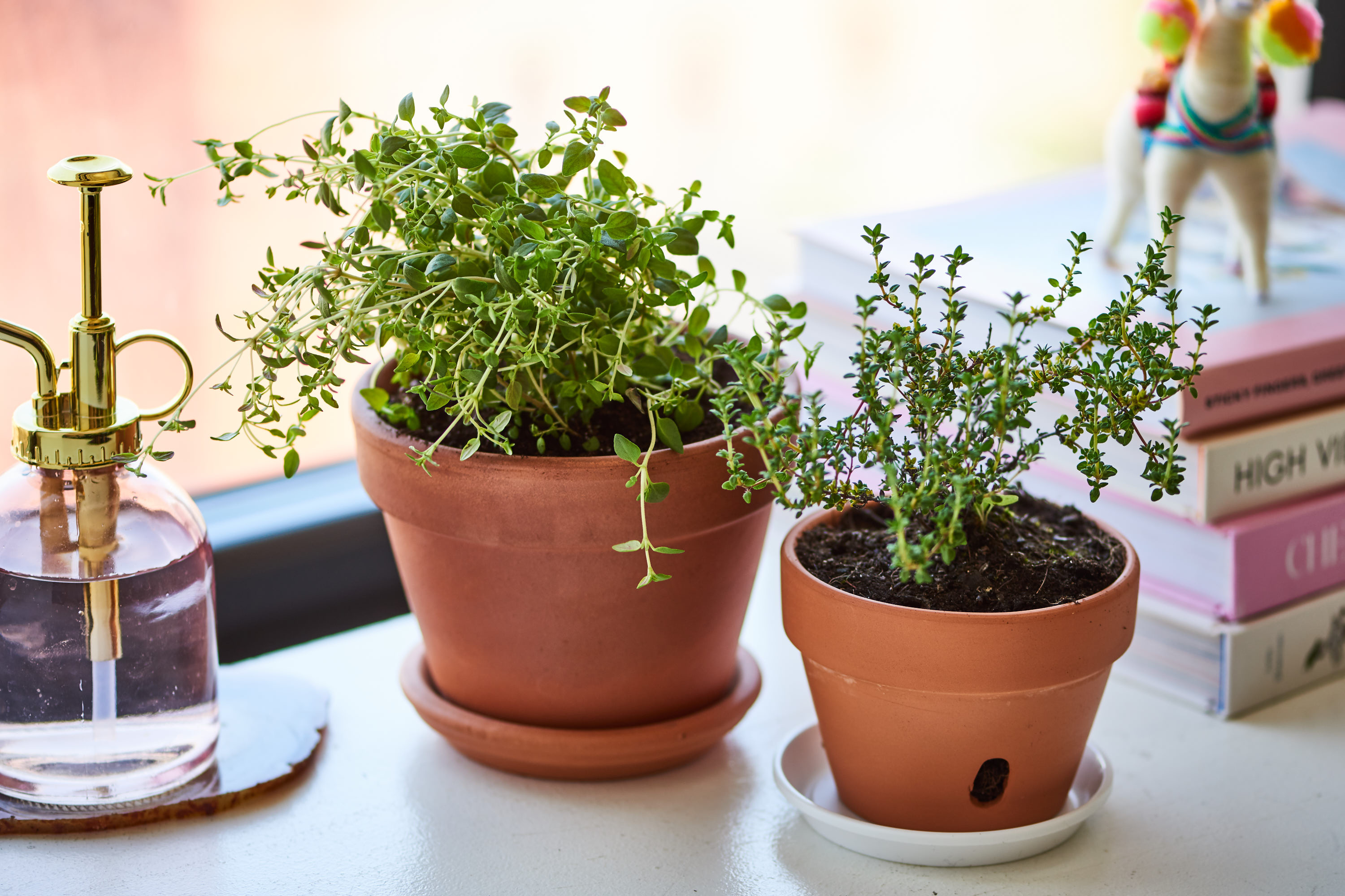 Indoor thyme plants, Apartment gardening, Fresh herbs at home, Space-saving solutions, 3000x2000 HD Desktop