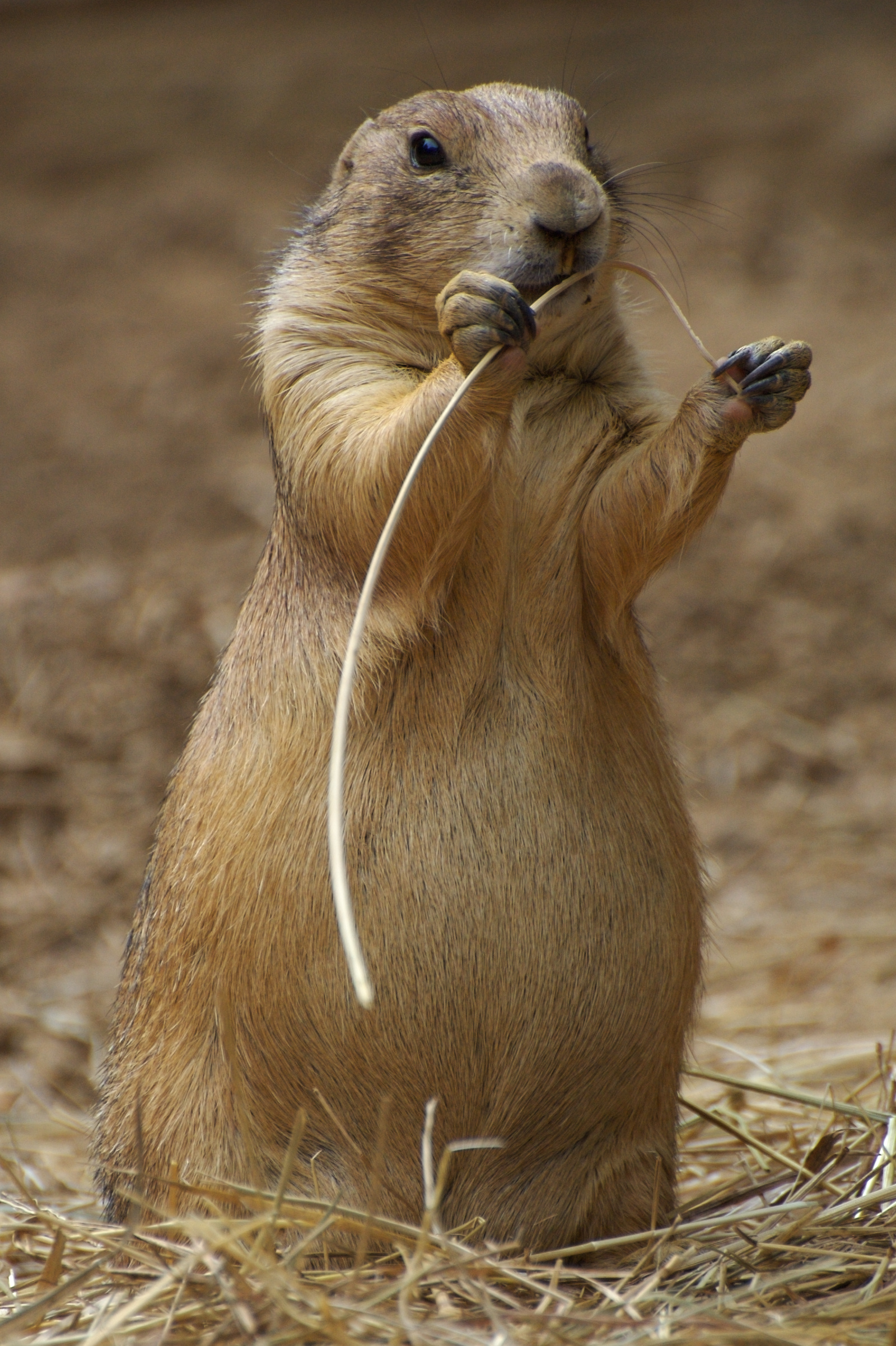 Prairie Dog wallpapers, Adorable animal, Cute creature, HD backgrounds, 1600x2410 HD Handy