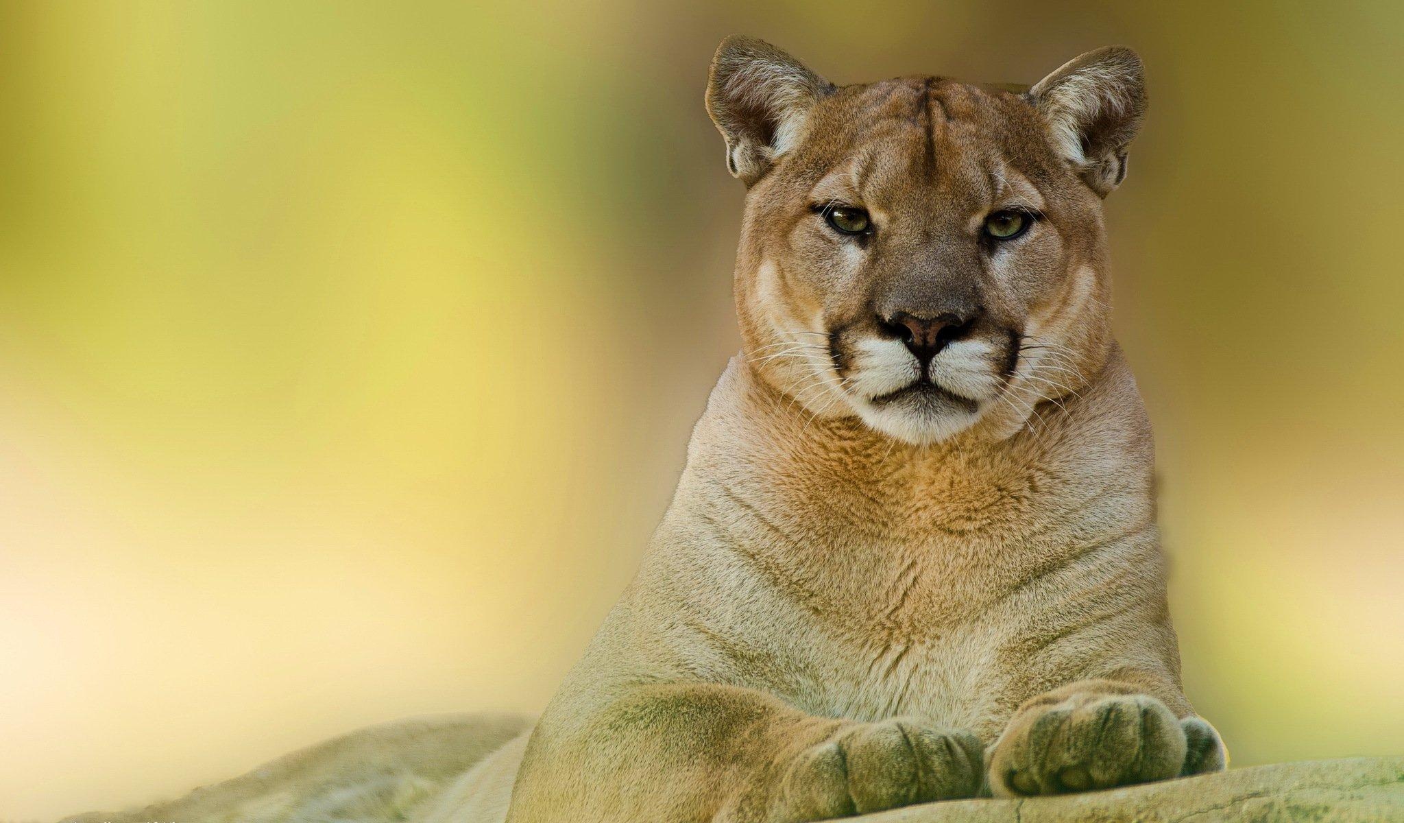 Puma, Majestic feline, Graceful hunter, Pristine habitats, 2050x1200 HD Desktop